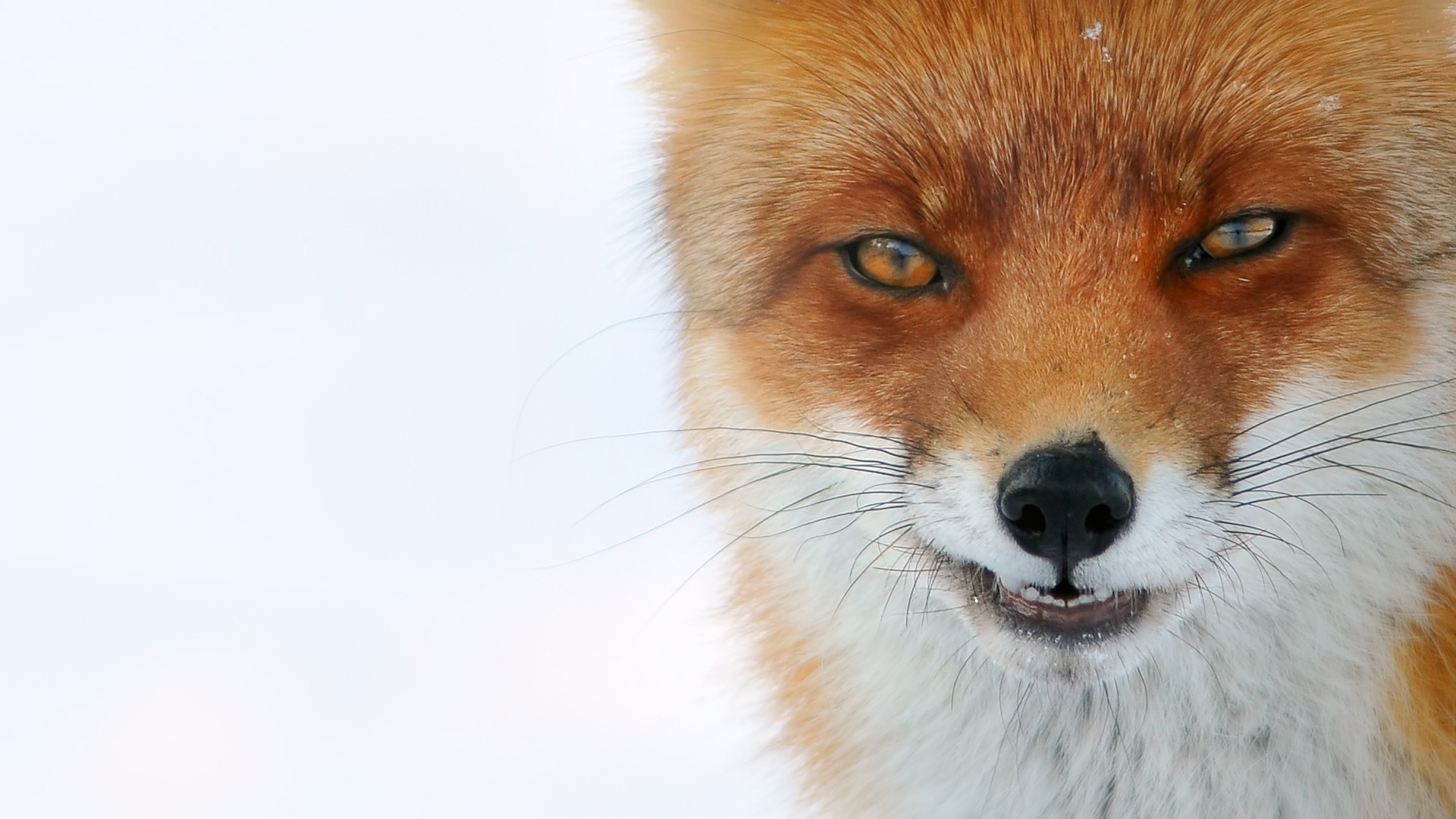 Close-up of a red fox in the snow HD Wallpaper