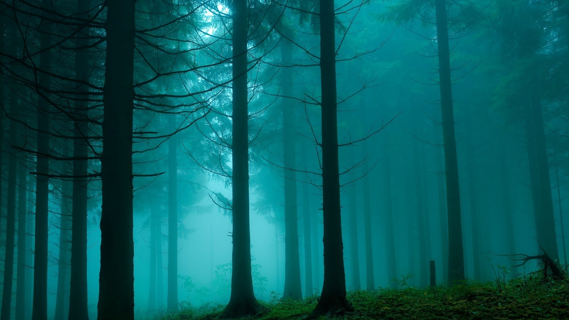 Misty forest with tall trees and green ground HD Wallpaper