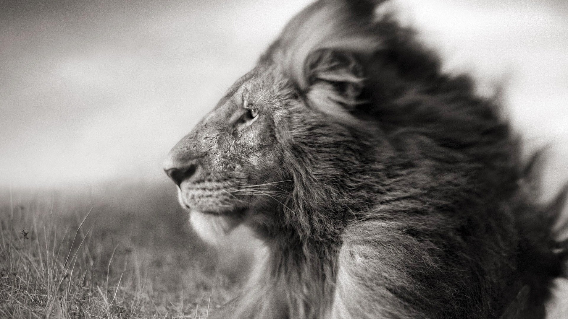 Close-up profile of a male lion in tall grass HD Wallpaper