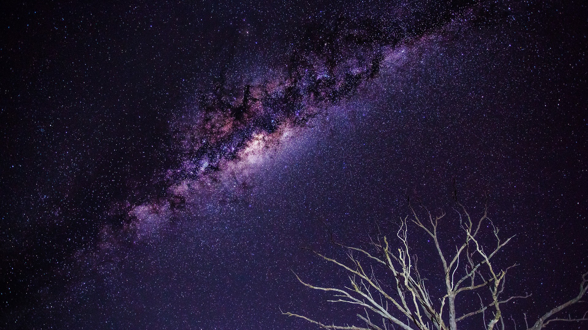 Milky Way galaxy over a dead tree HD Wallpaper