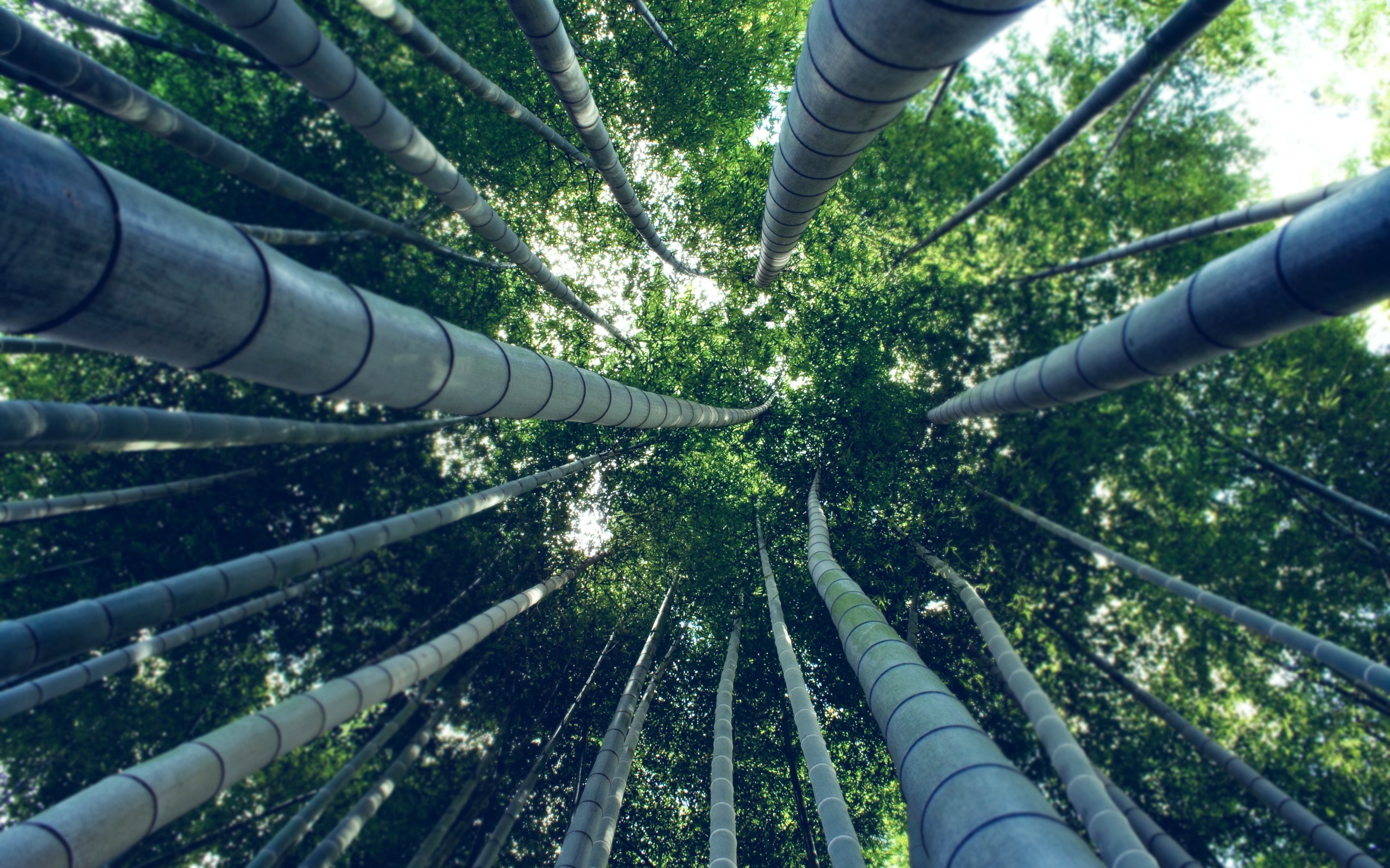 Looking up through a bamboo forest HD Wallpaper