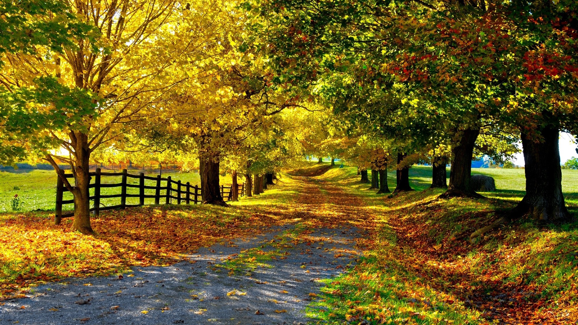 Autumn path lined with colorful trees and fallen leaves HD Wallpaper