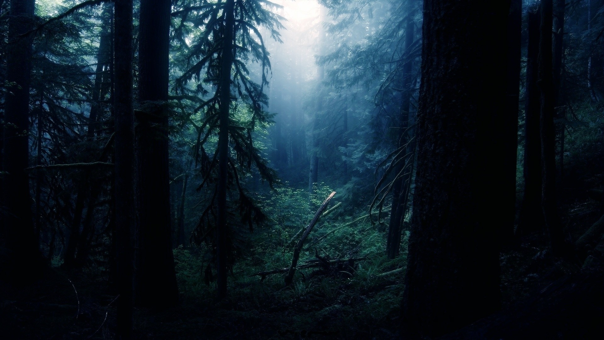 Dark and misty forest with tall trees HD Wallpaper