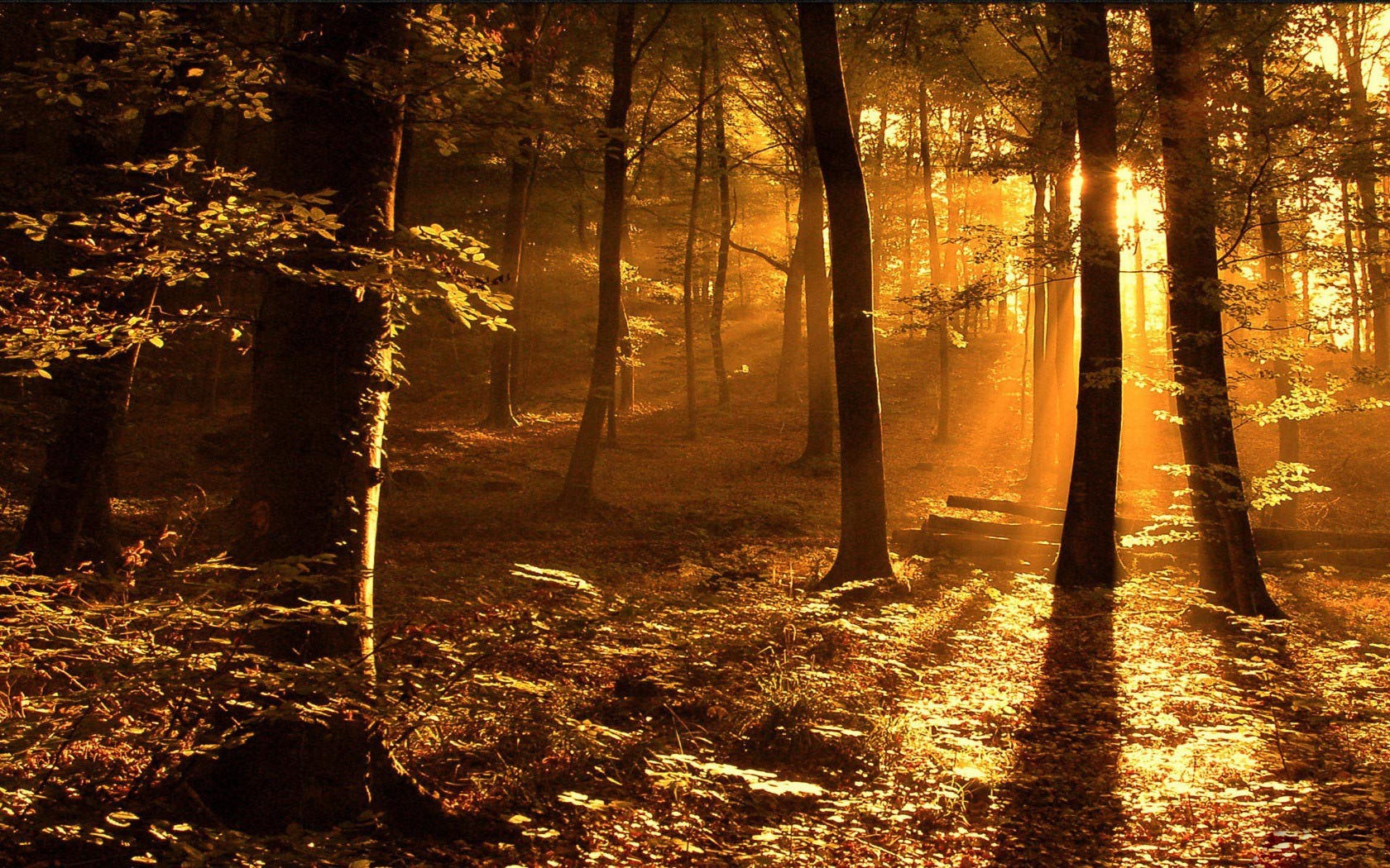 Sunlight filtering through trees in a forest HD Wallpaper