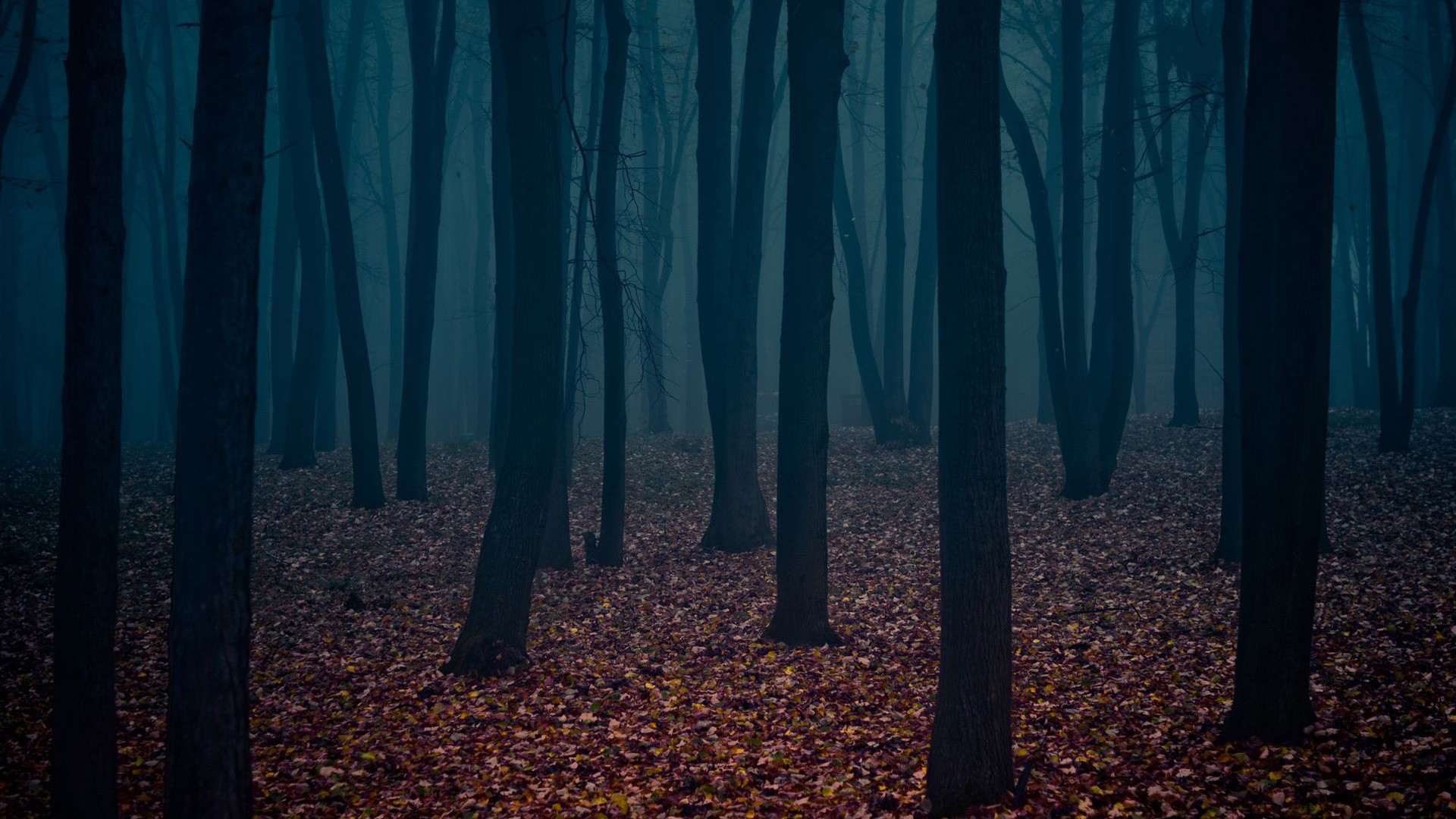 Dark forest with fallen leaves and fog HD Wallpaper