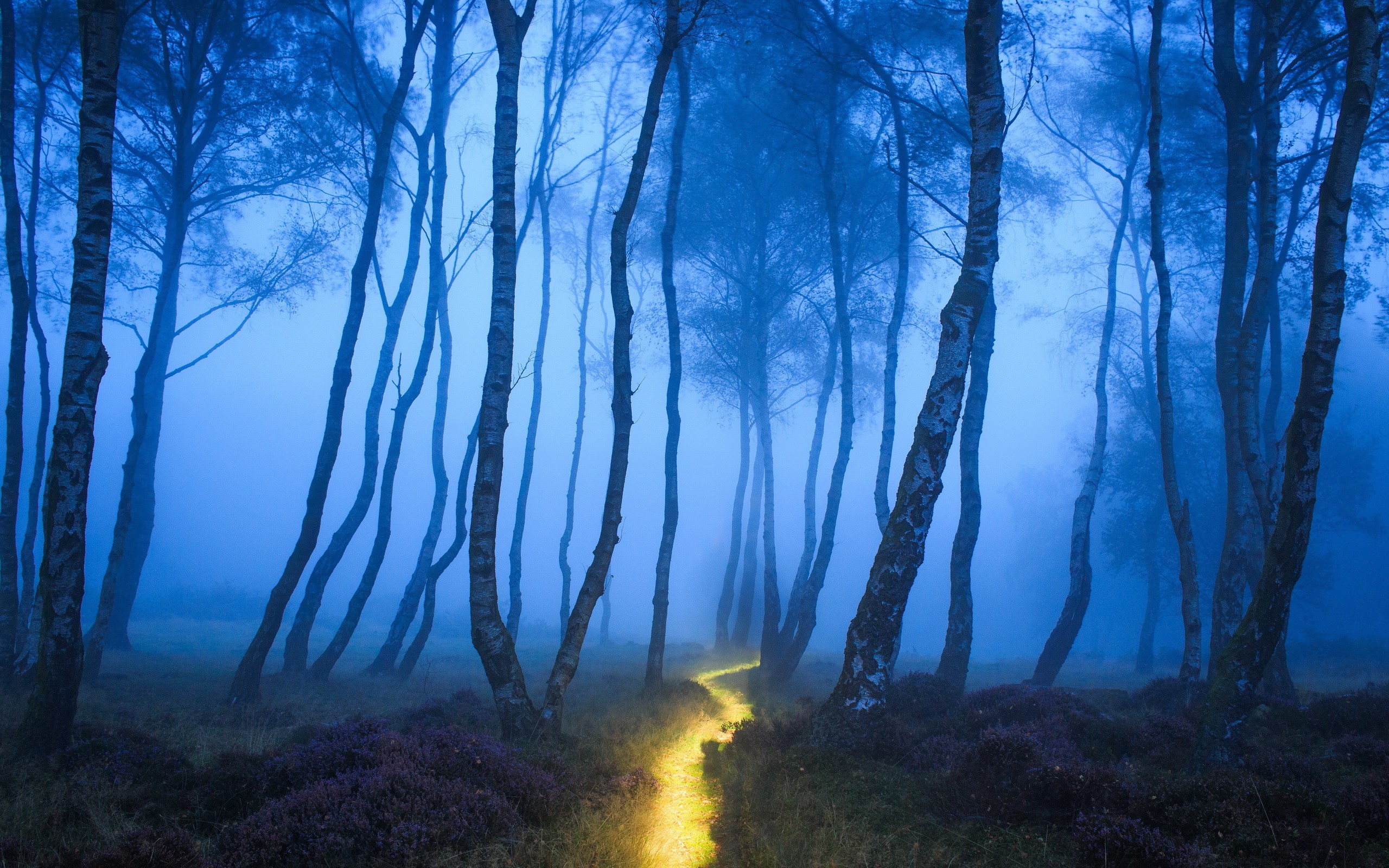 A glowing path through a misty forest HD Wallpaper