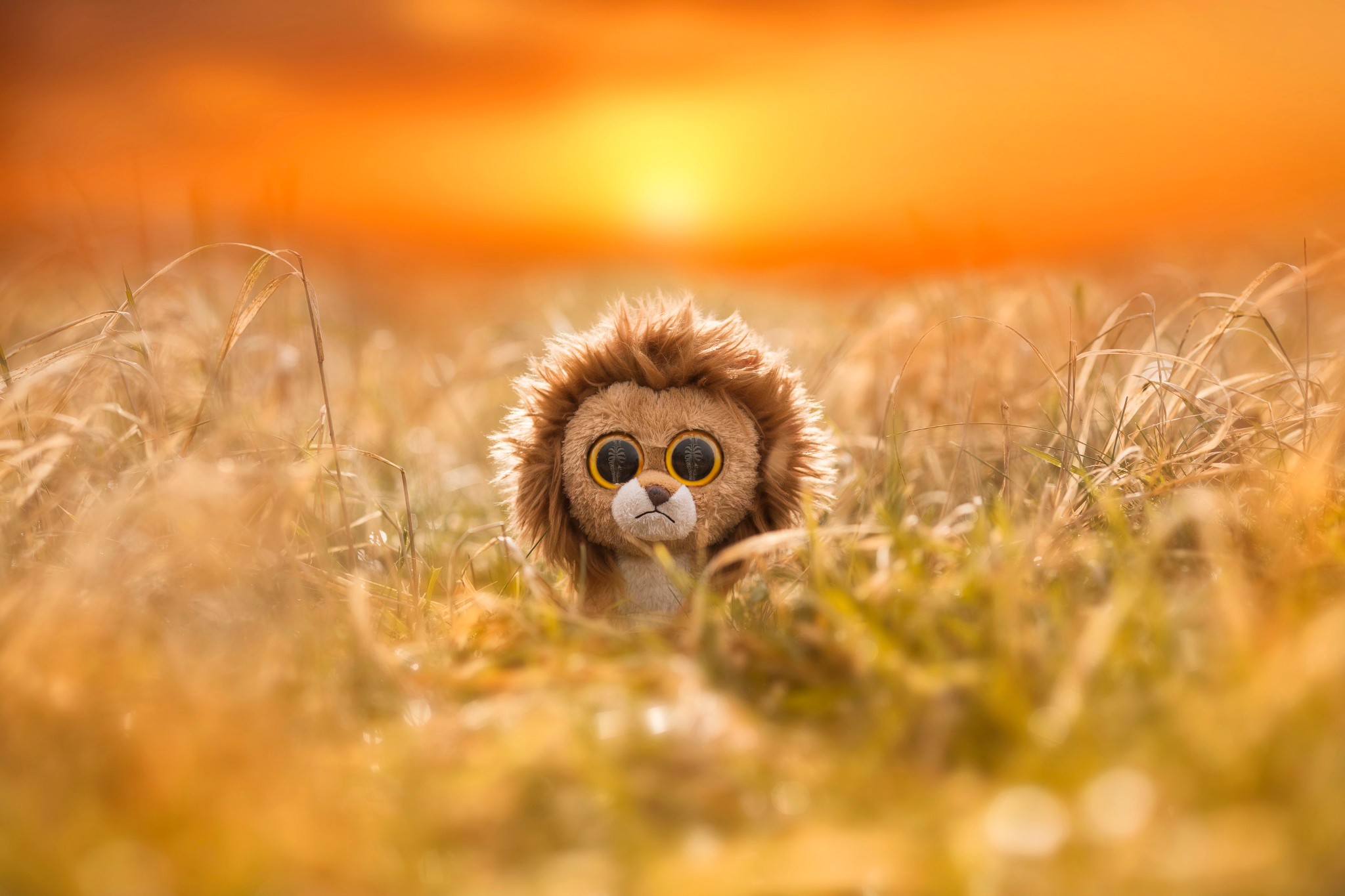 Plush lion toy in a field at sunset HD Wallpaper