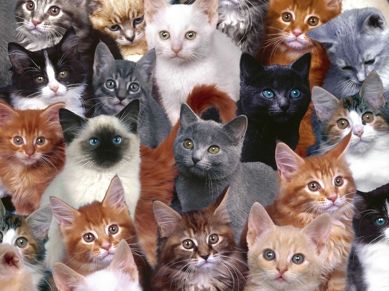 A large group of kittens of various breeds and colors HD Wallpaper