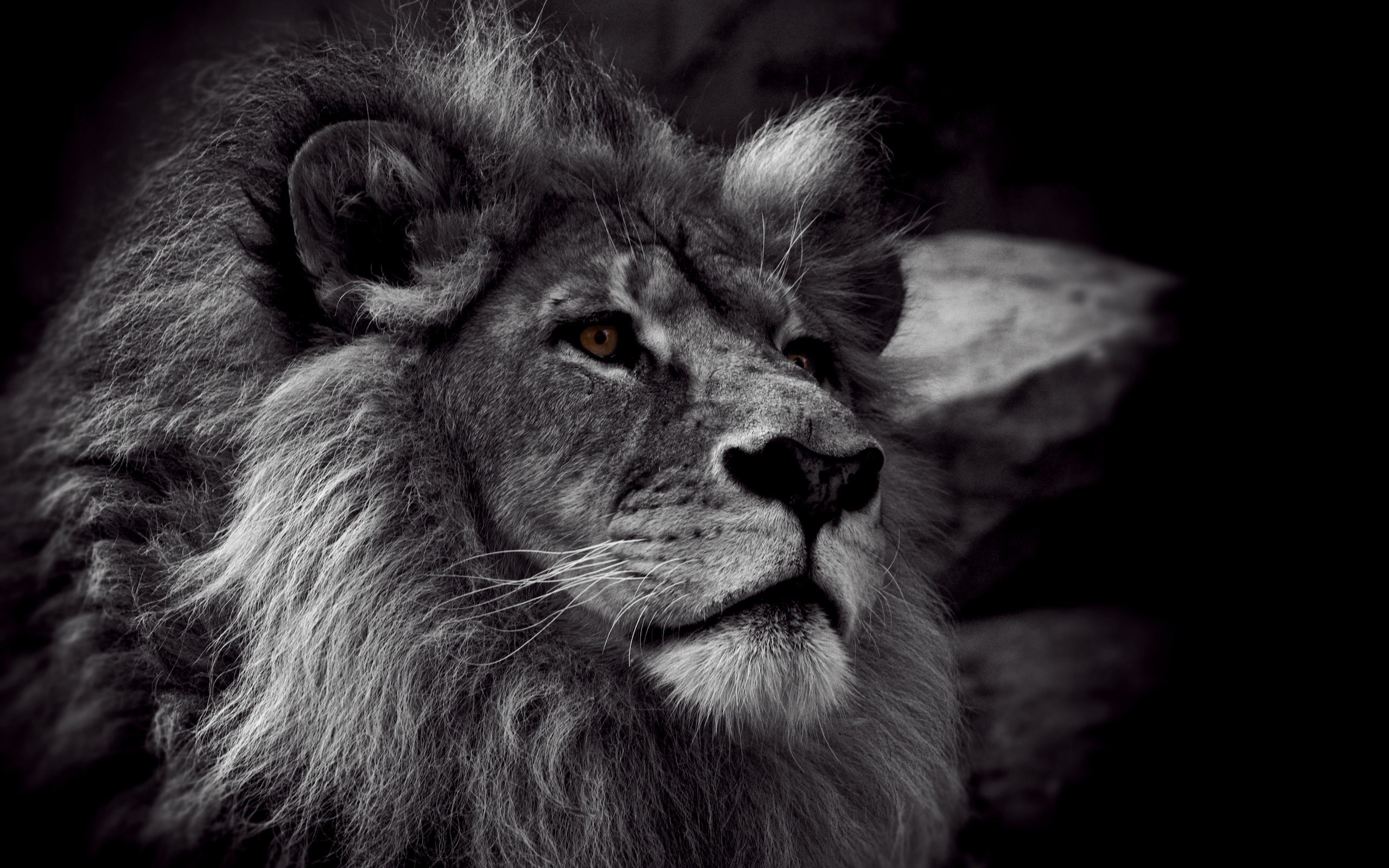 Monochrome portrait of a lion HD Wallpaper