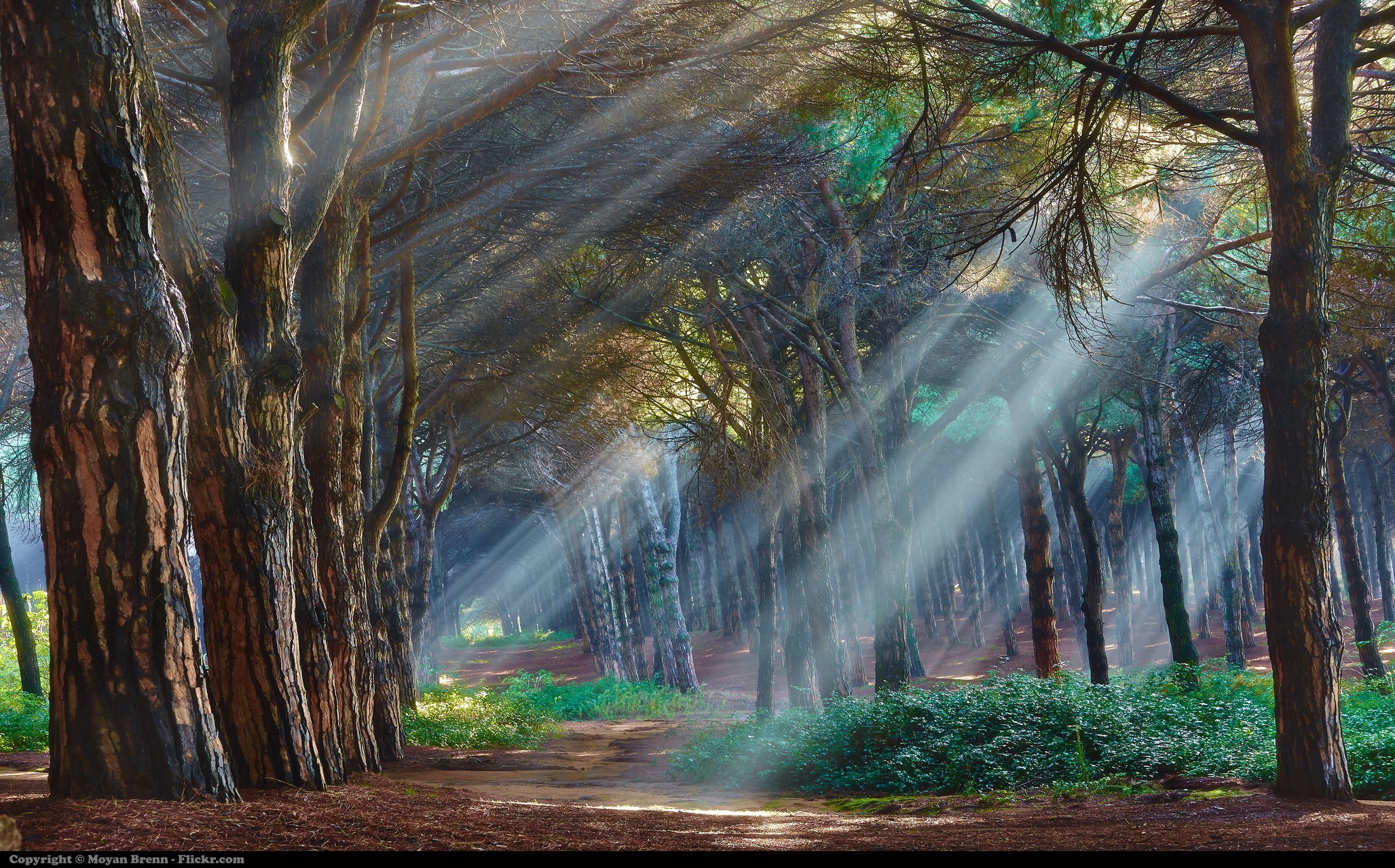 Sunlight streams through a forest of pine trees HD Wallpaper