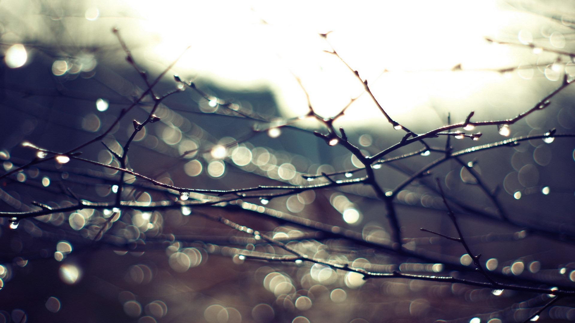 Water drops on tree branches with bokeh effect HD Wallpaper