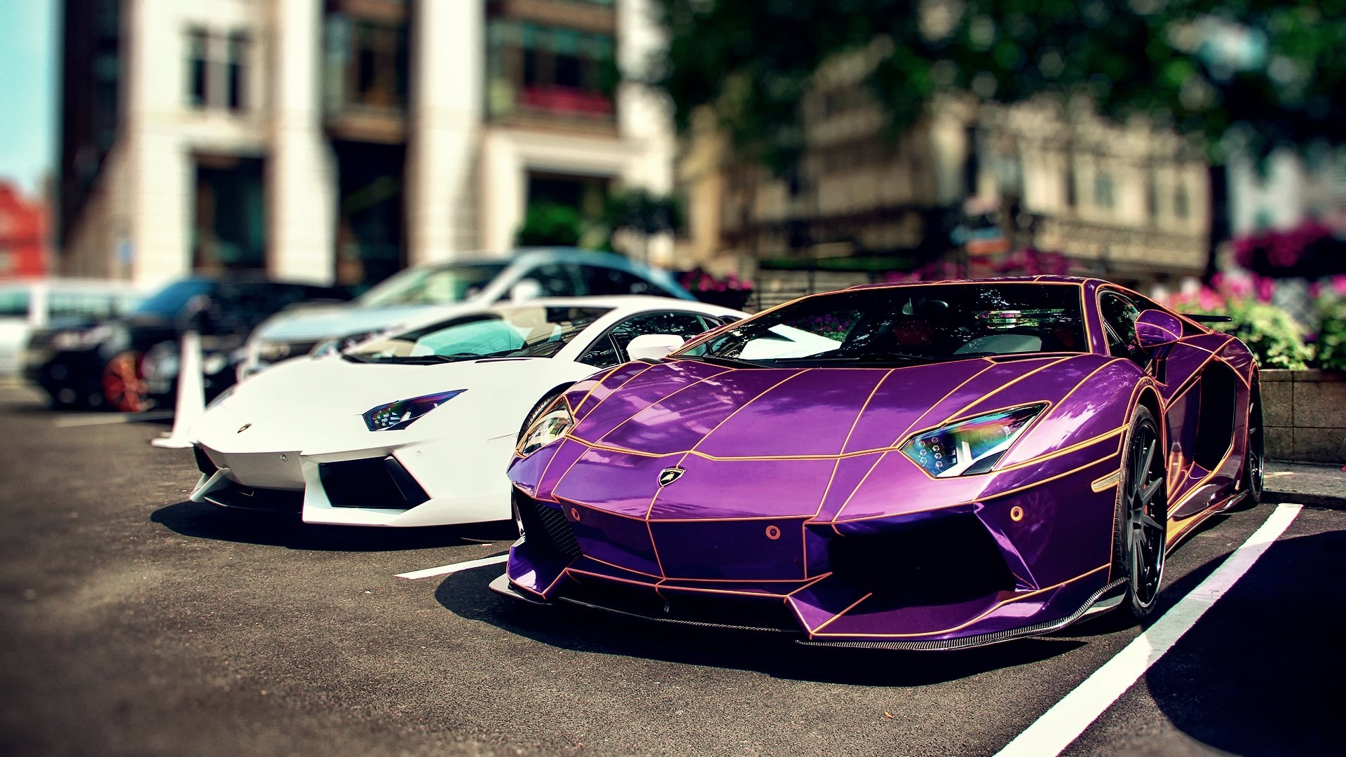 Purple and white Lamborghini Aventador sports cars parked HD Wallpaper