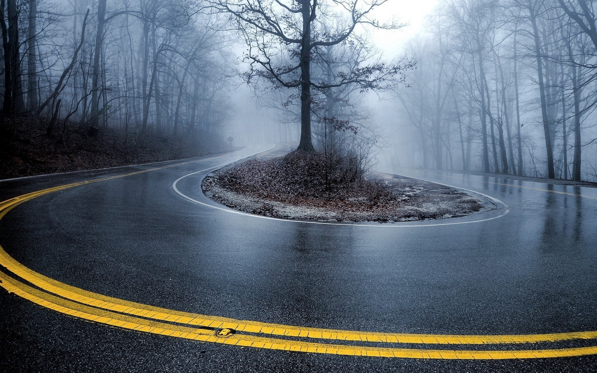 A foggy road winding through a forest HD Wallpaper