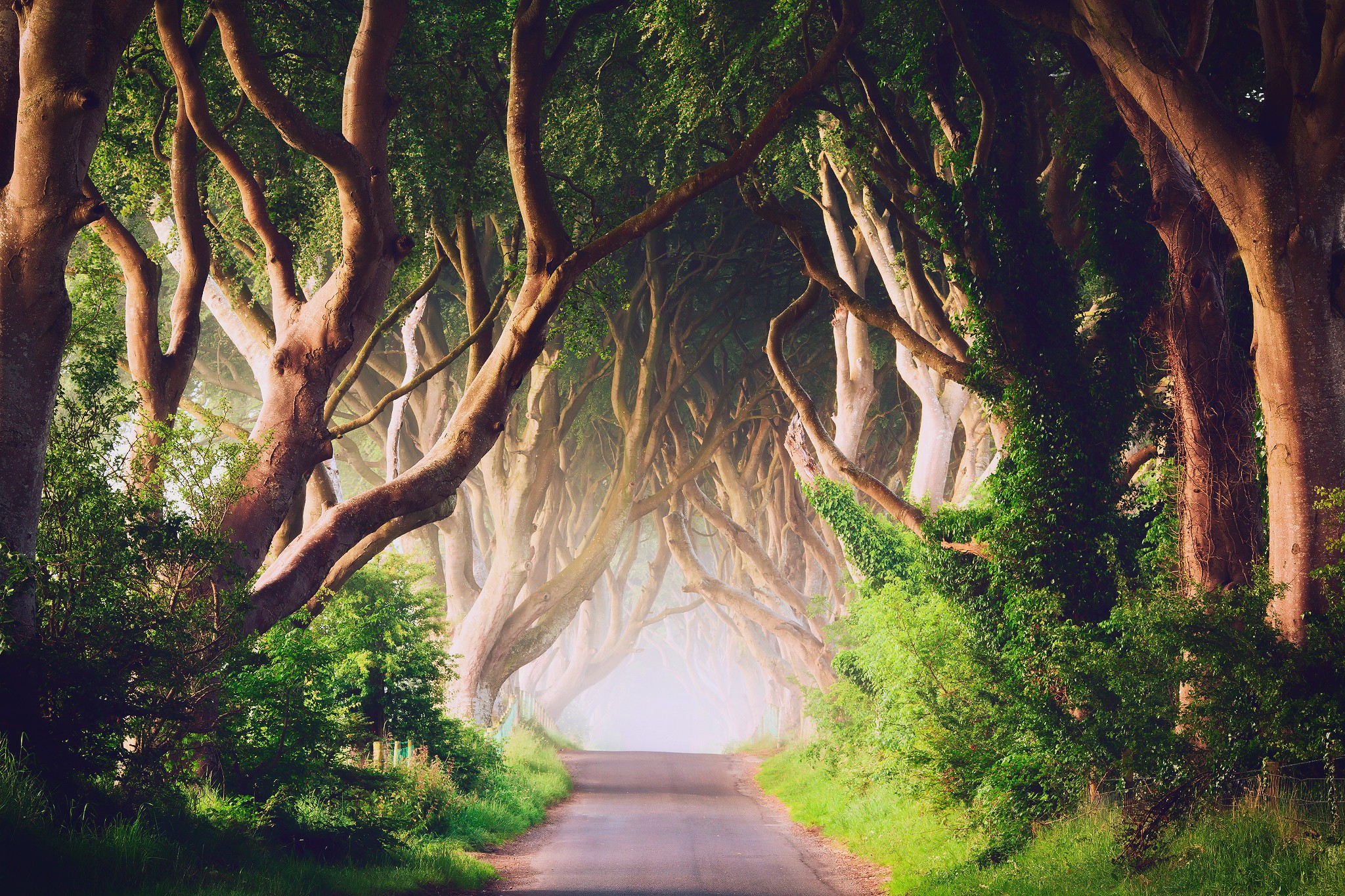 The Dark Hedges, Northern Ireland HD Wallpaper