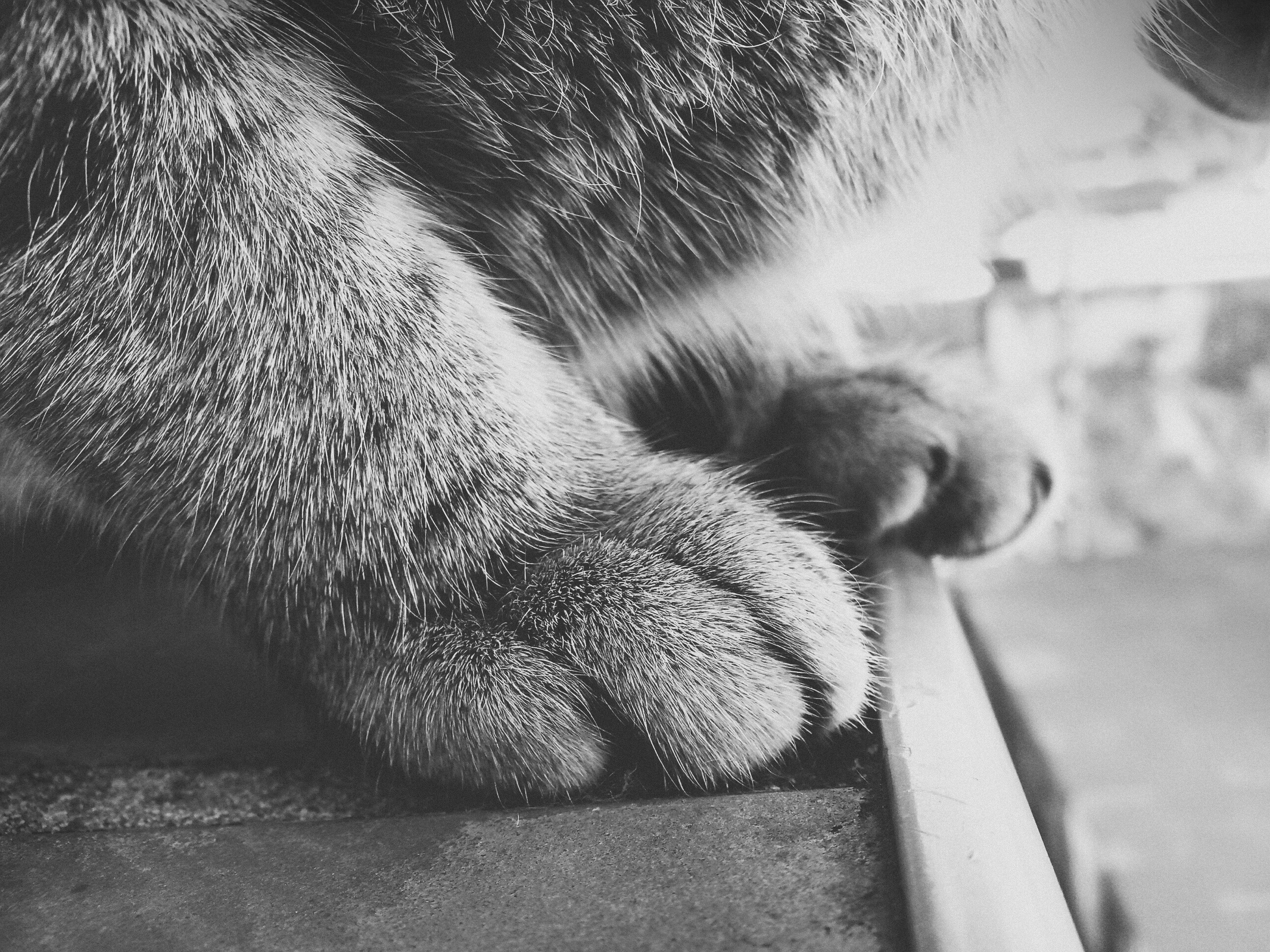 Close-up of a cat's furry paws in monochrome HD Wallpaper