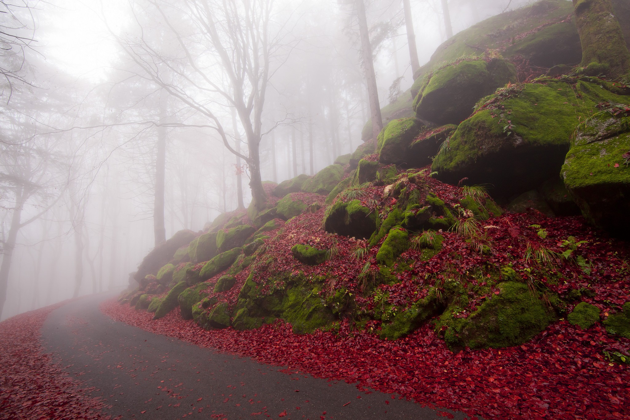 Foggy forest path with mossy rocks and red leaves HD Wallpaper