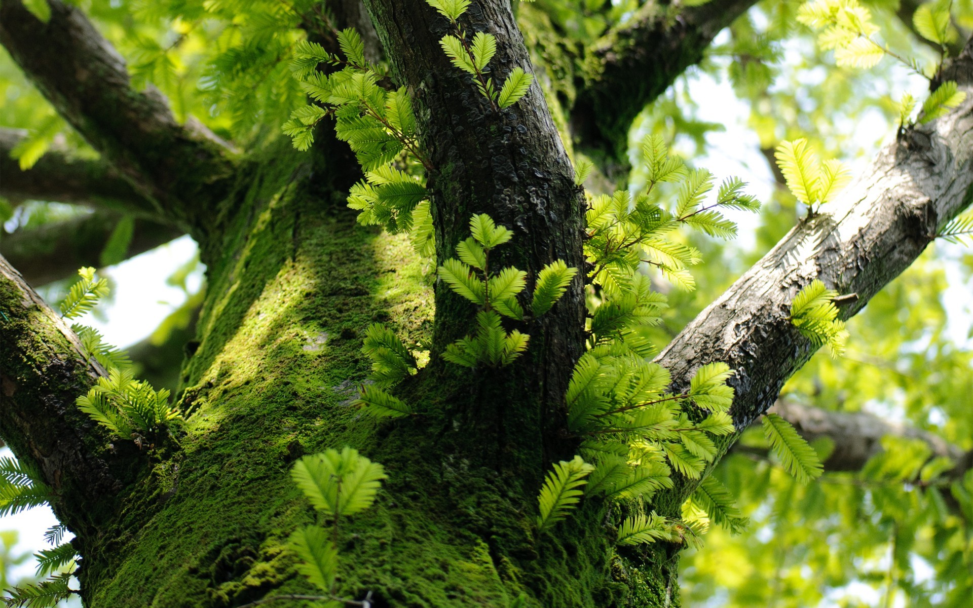 Mossy tree trunk with new green leaves HD Wallpaper