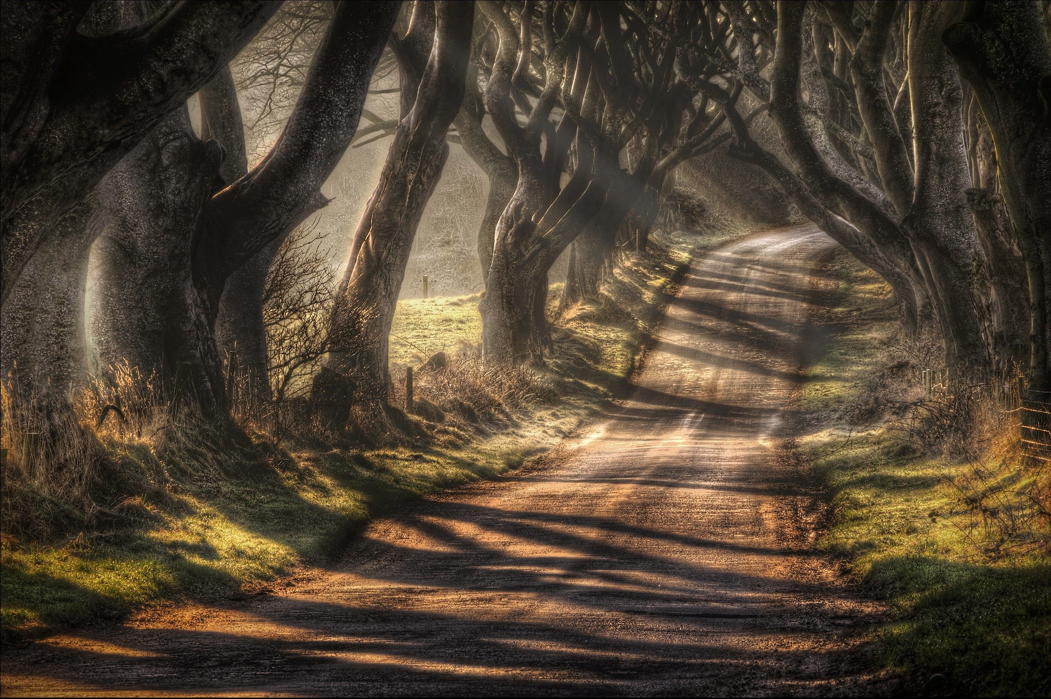 Sunlight on a tree-lined road with a fence HD Wallpaper