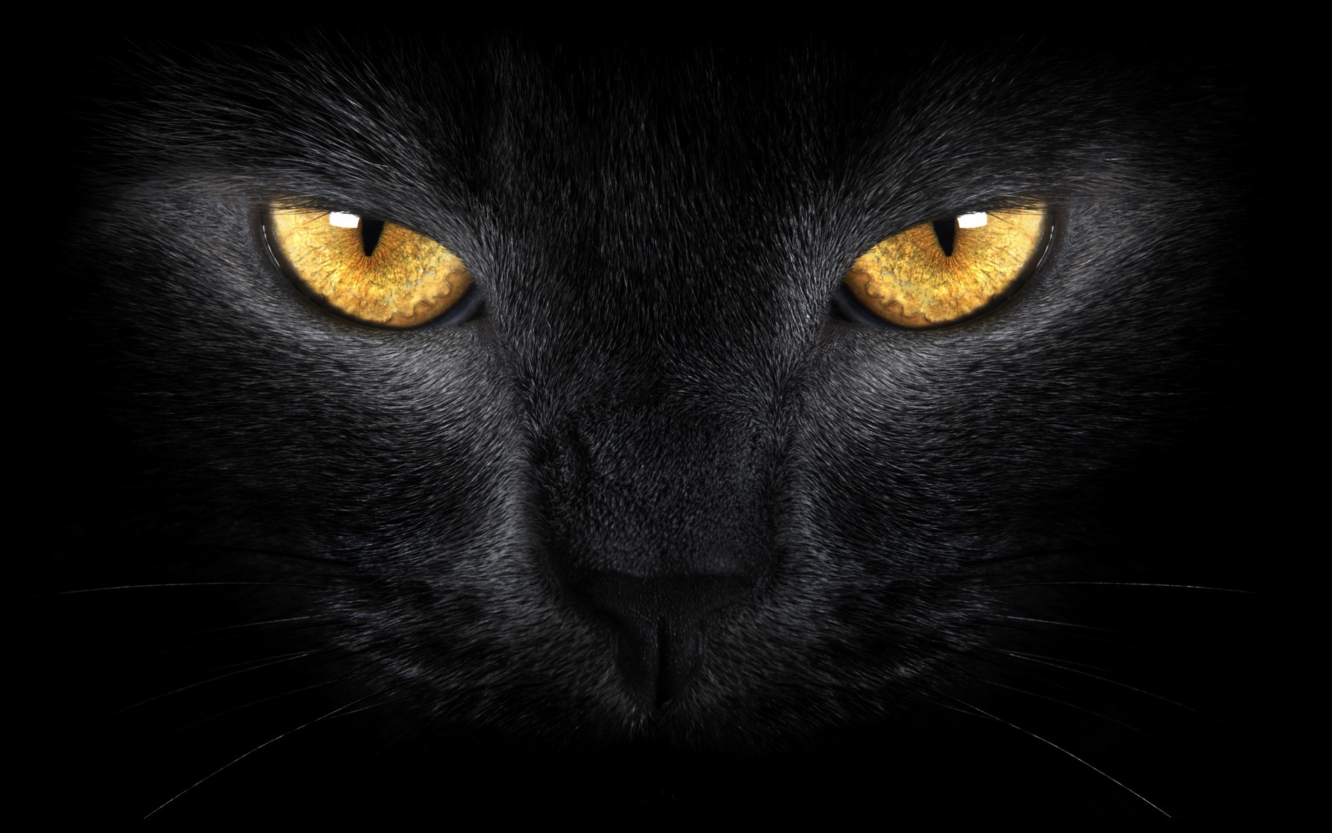 Close-up of a black cat's intense yellow eyes HD Wallpaper