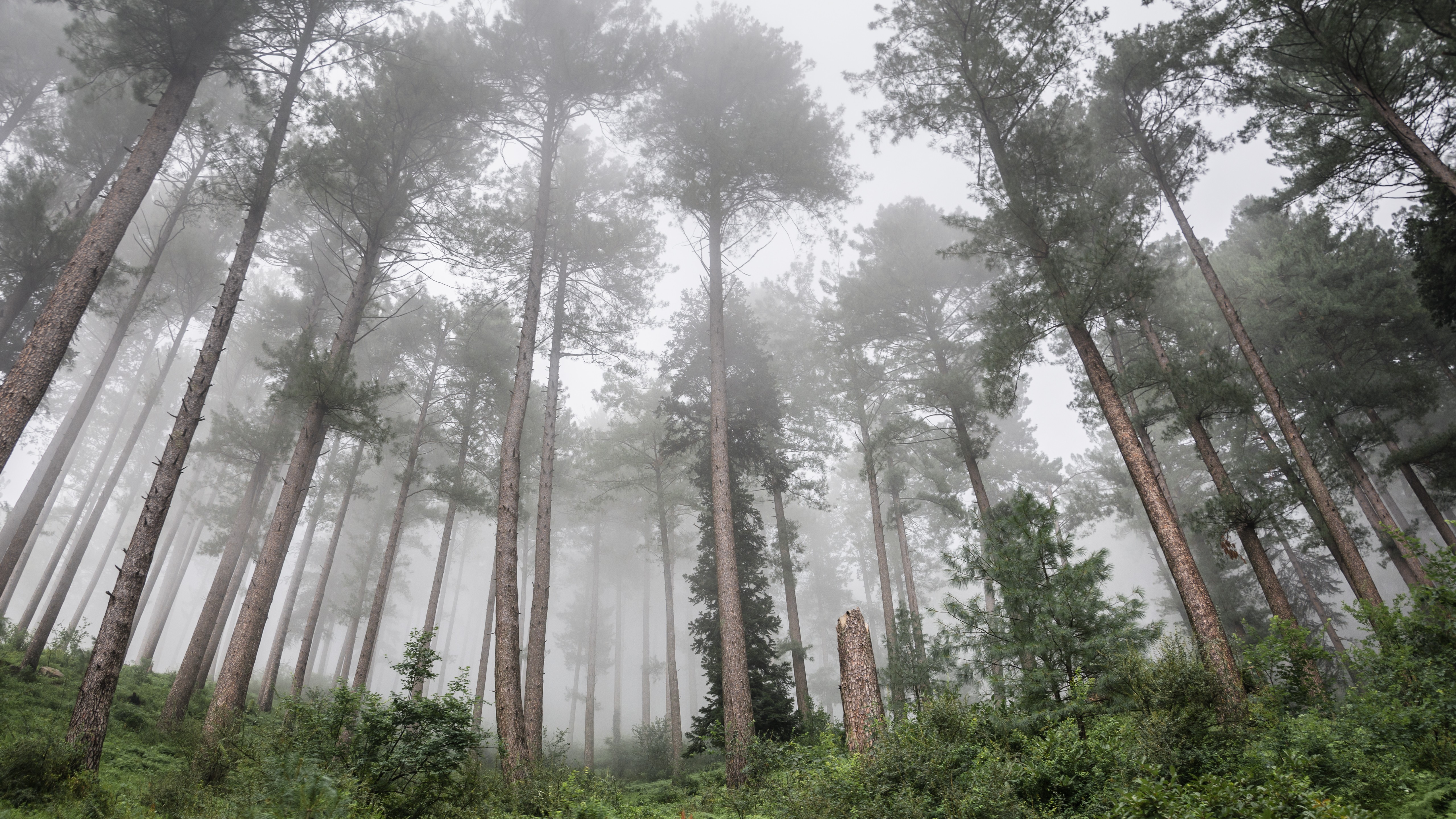 Tall pine trees in a foggy forest HD Wallpaper