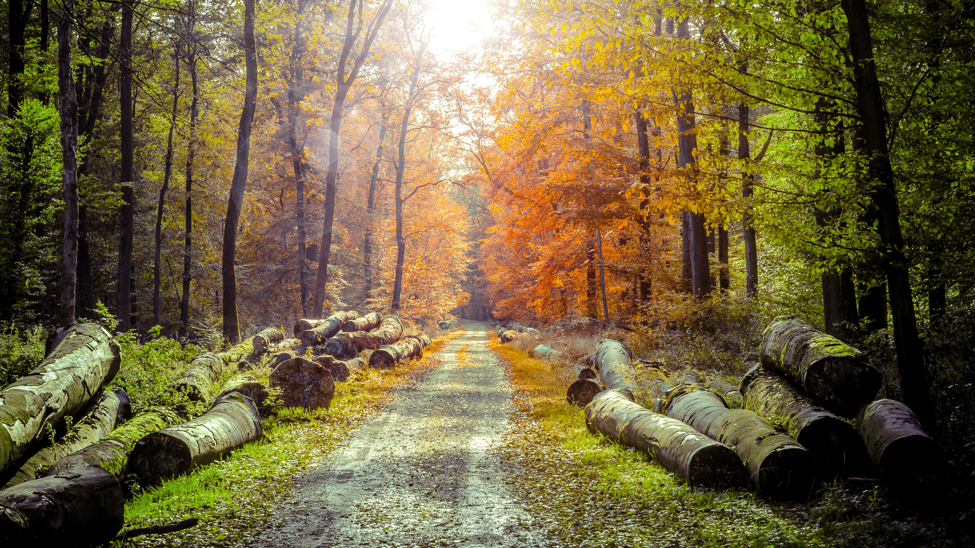 Sunlight filtering through a forest with felled logs HD Wallpaper