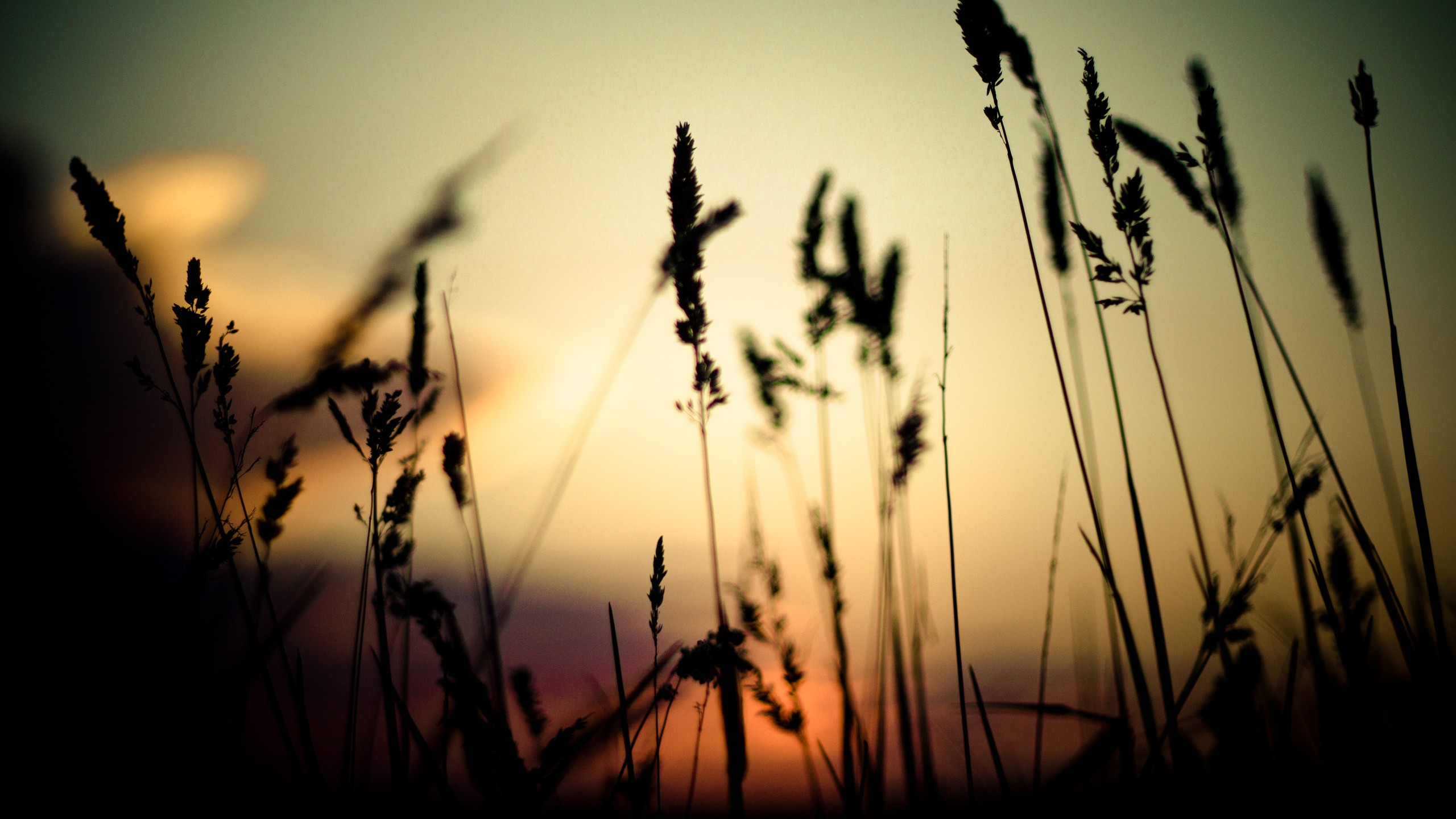 Silhouette of tall grass against a sunset sky HD Wallpaper