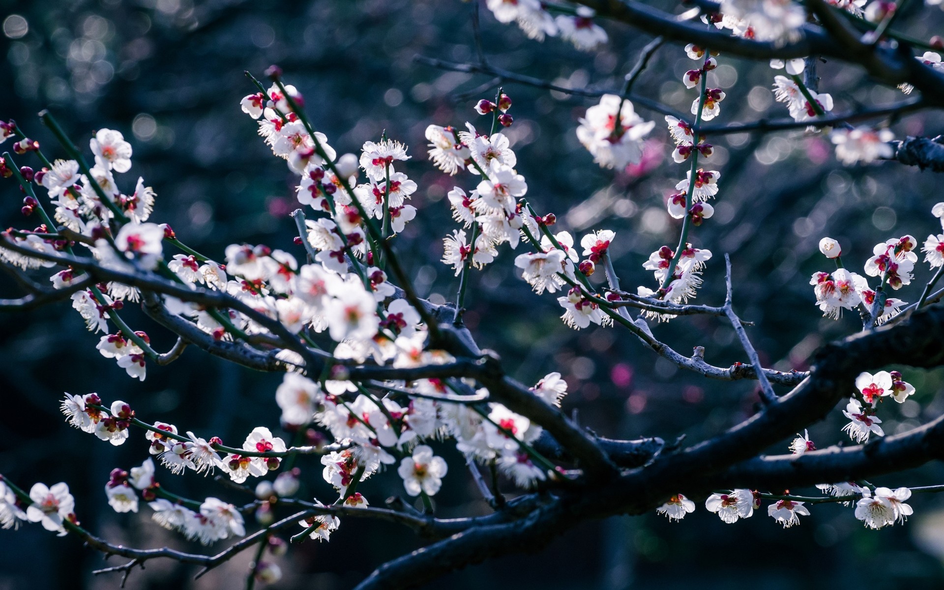 White plum blossoms on a dark branch with bokeh HD Wallpaper
