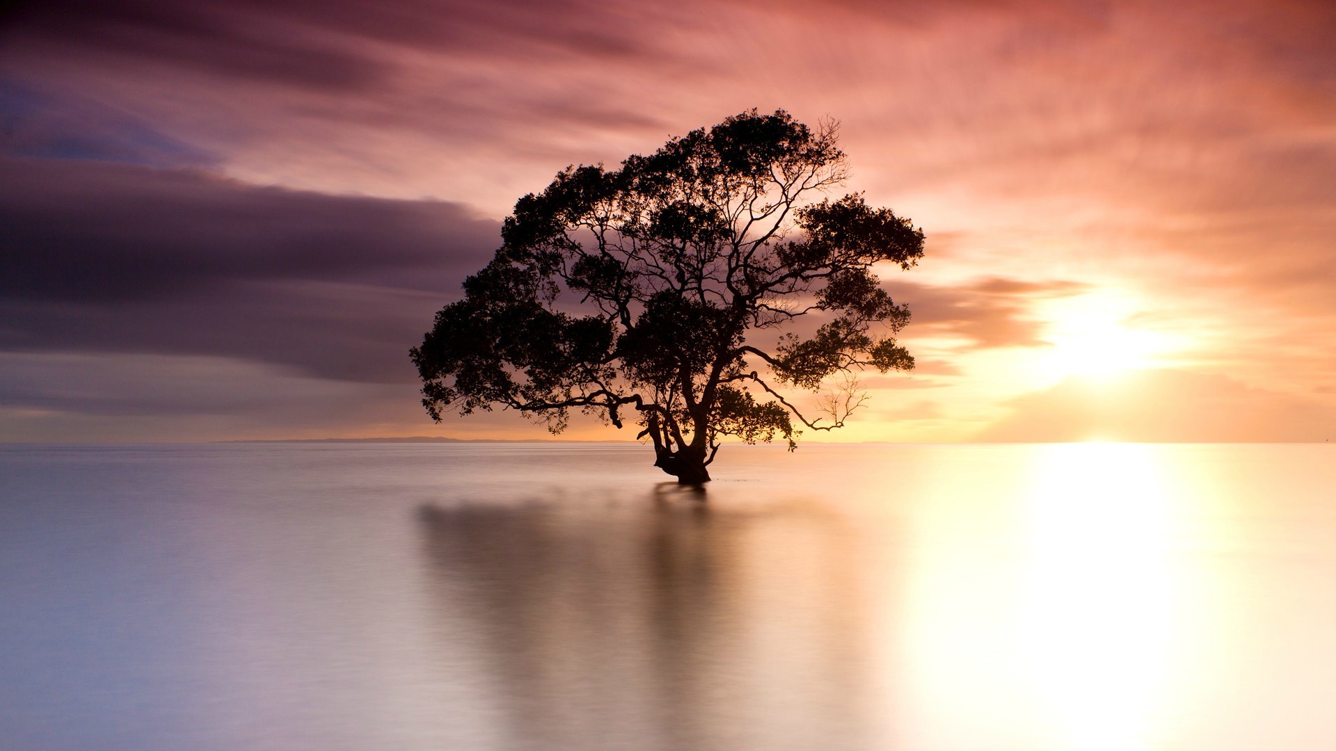 Lone tree in the ocean at sunset HD Wallpaper