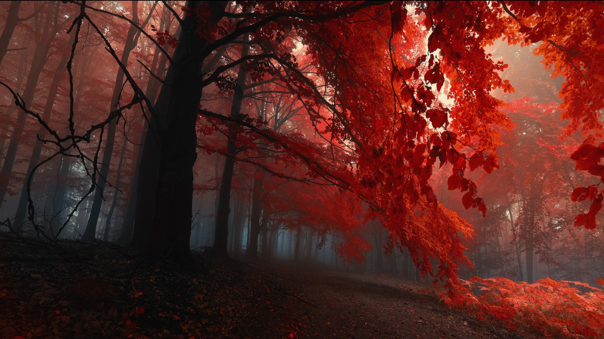 Red forest with fog and trees HD Wallpaper