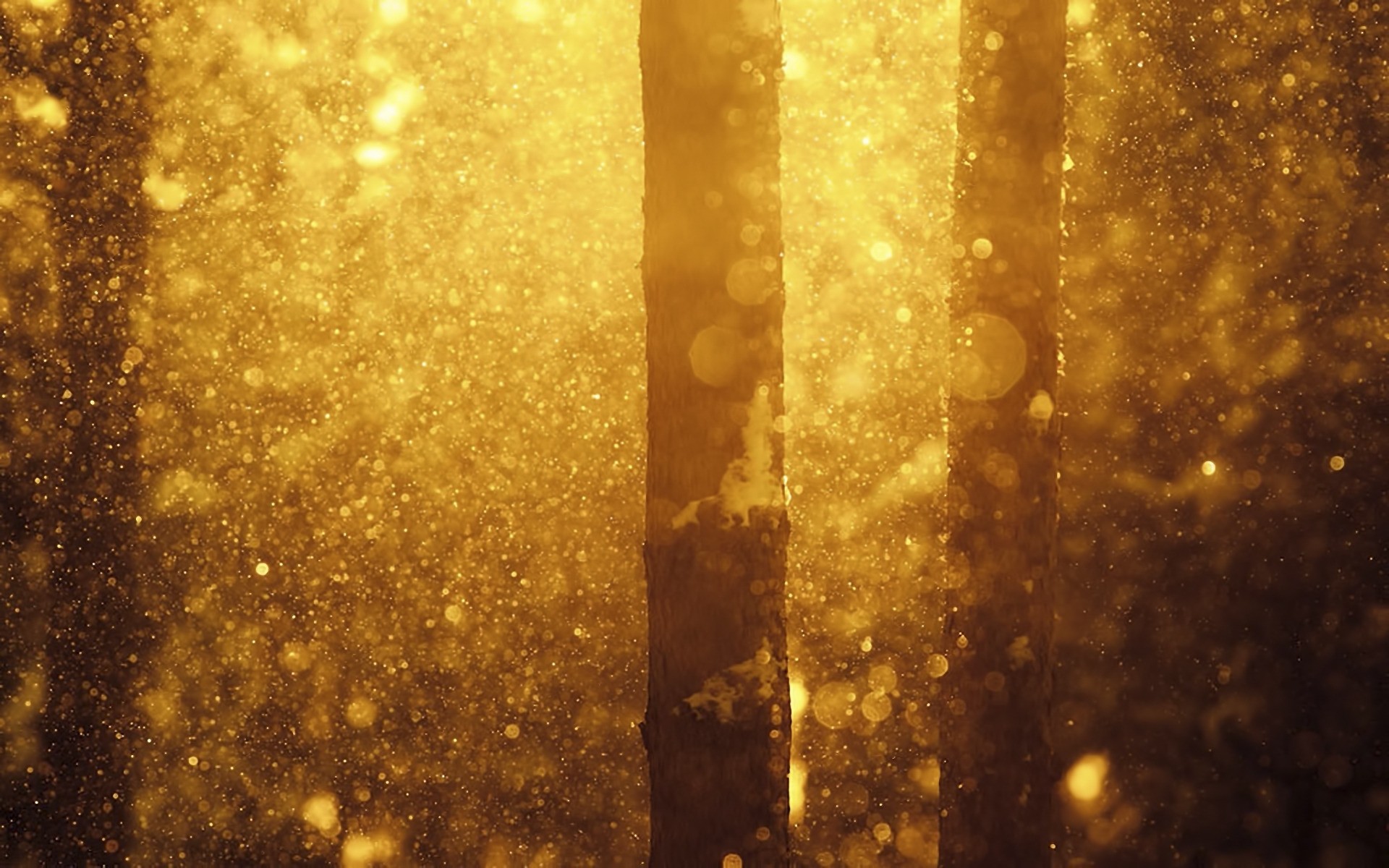 Sunlight filtering through trees in a forest with bokeh HD Wallpaper