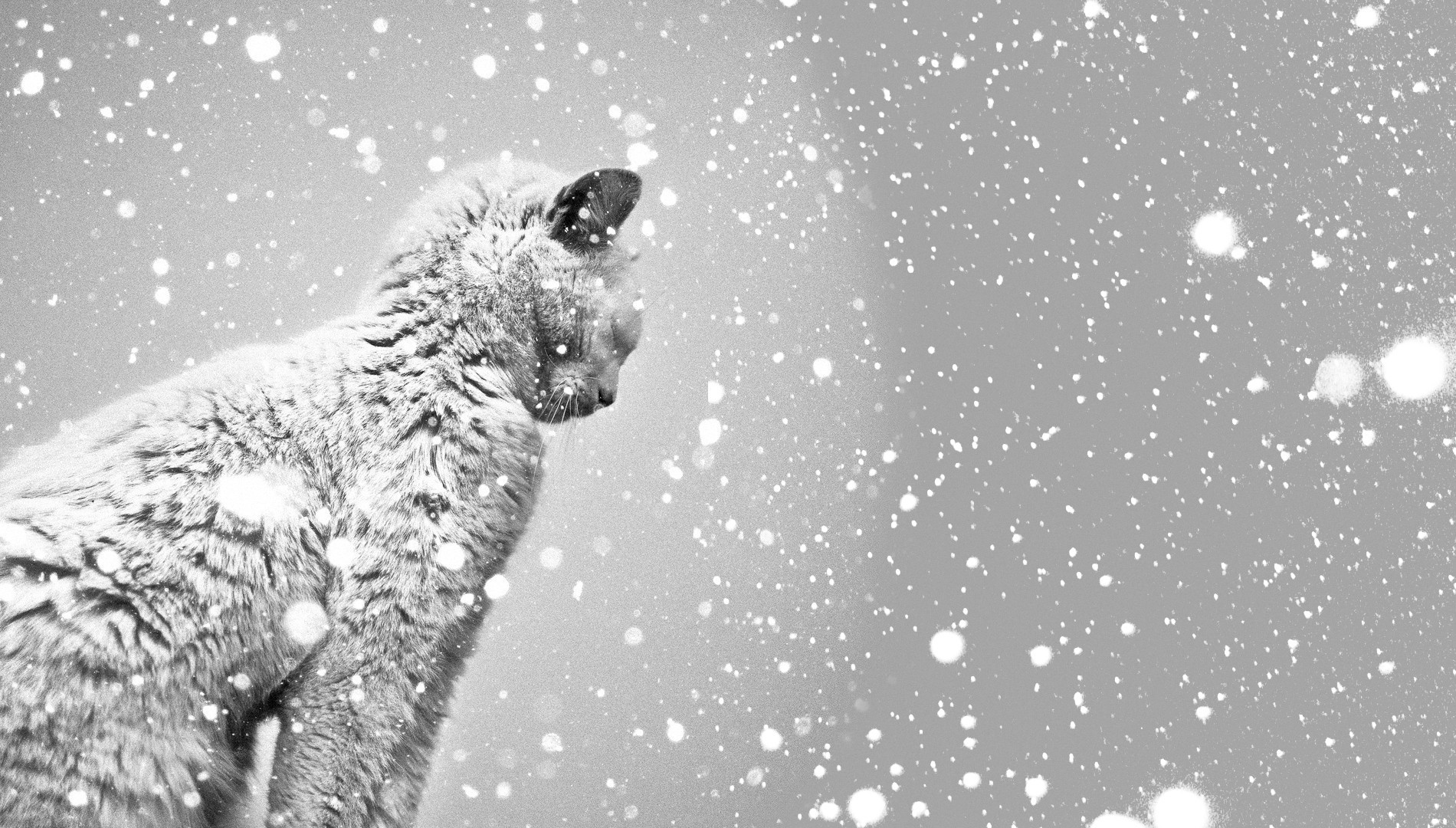 A cat in the snow HD Wallpaper