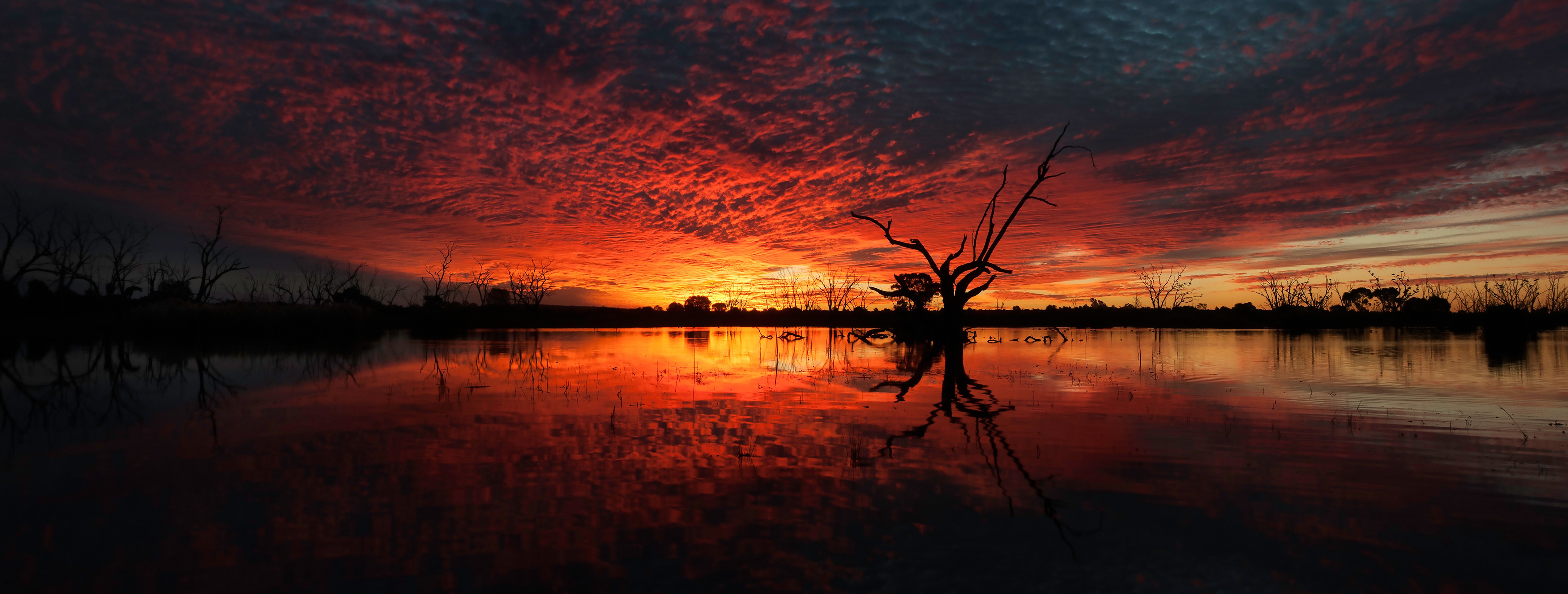 Sunset over a calm lake with dead trees HD Wallpaper