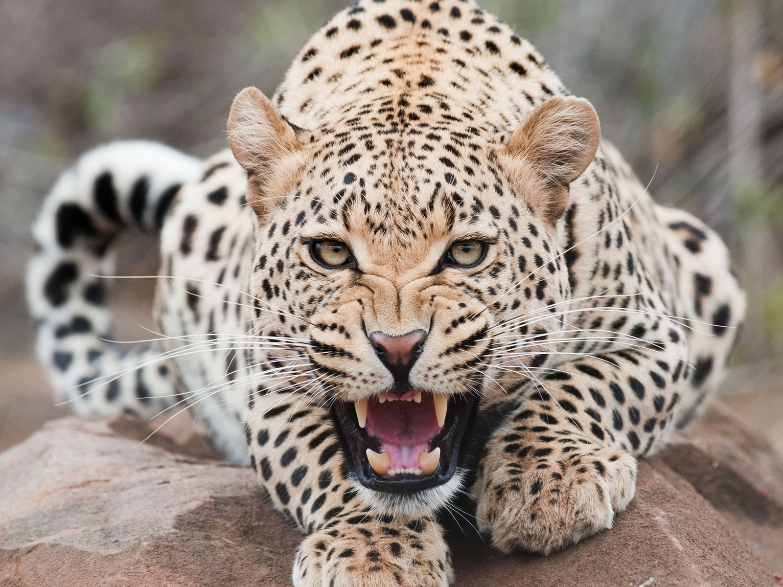Leopard snarling with mouth open on a rock HD Wallpaper