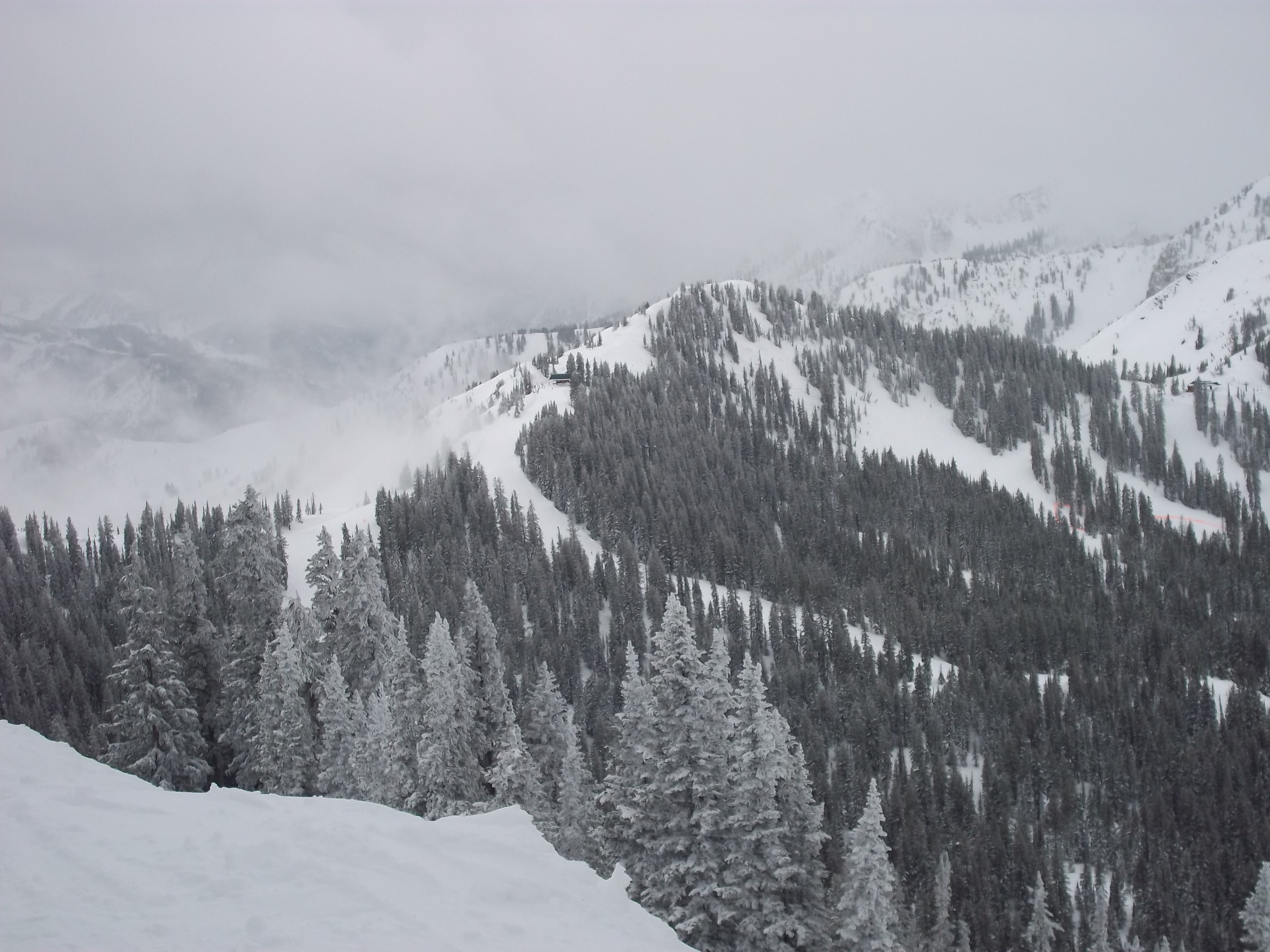 Snowy mountain slopes with pine trees and fog HD Wallpaper
