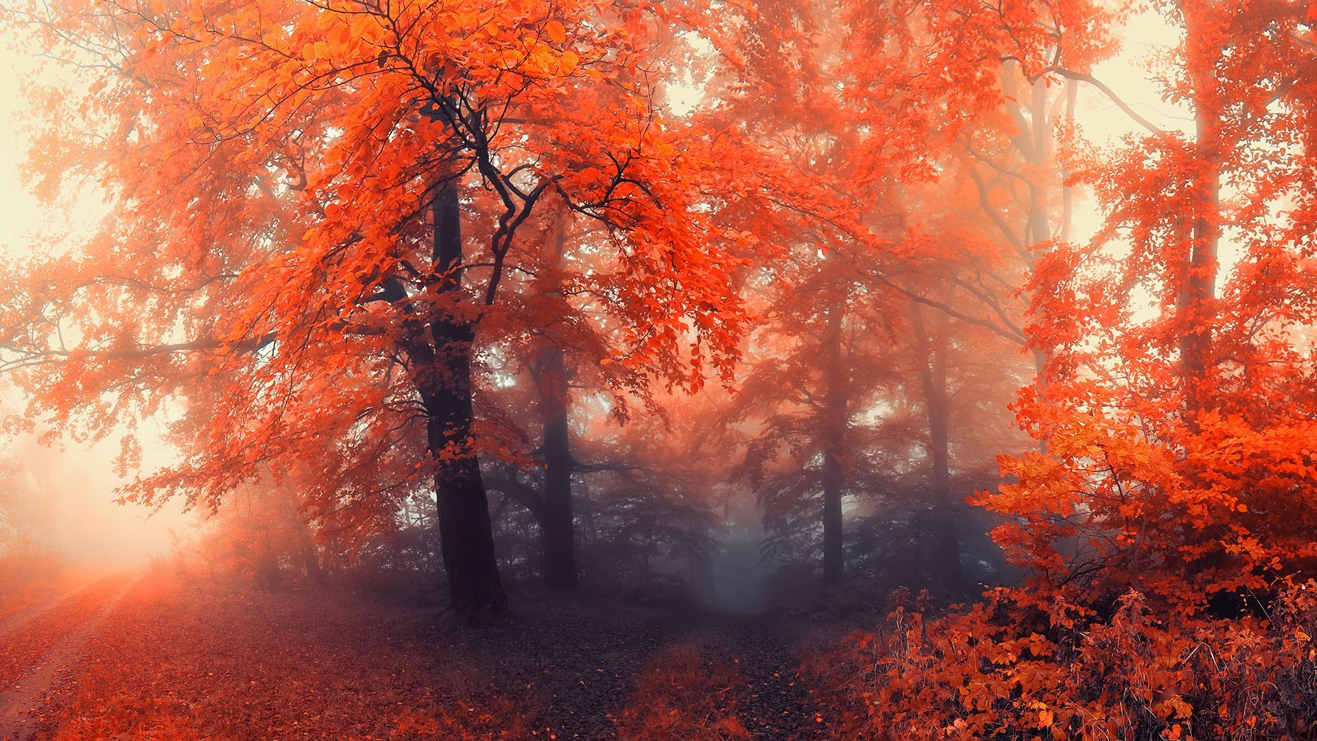 Autumn forest with orange trees and a path HD Wallpaper