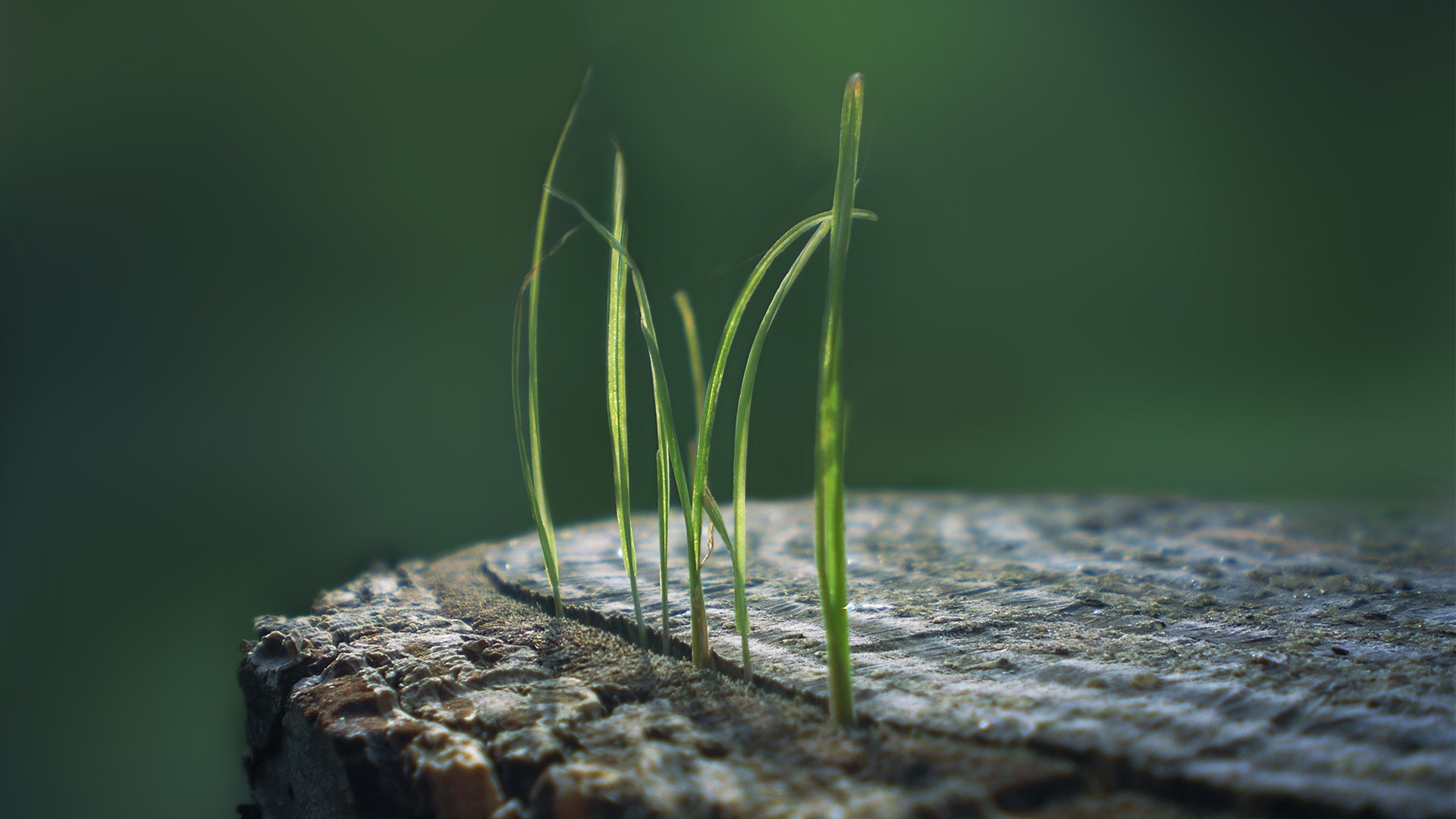 macro, grass HD Wallpaper