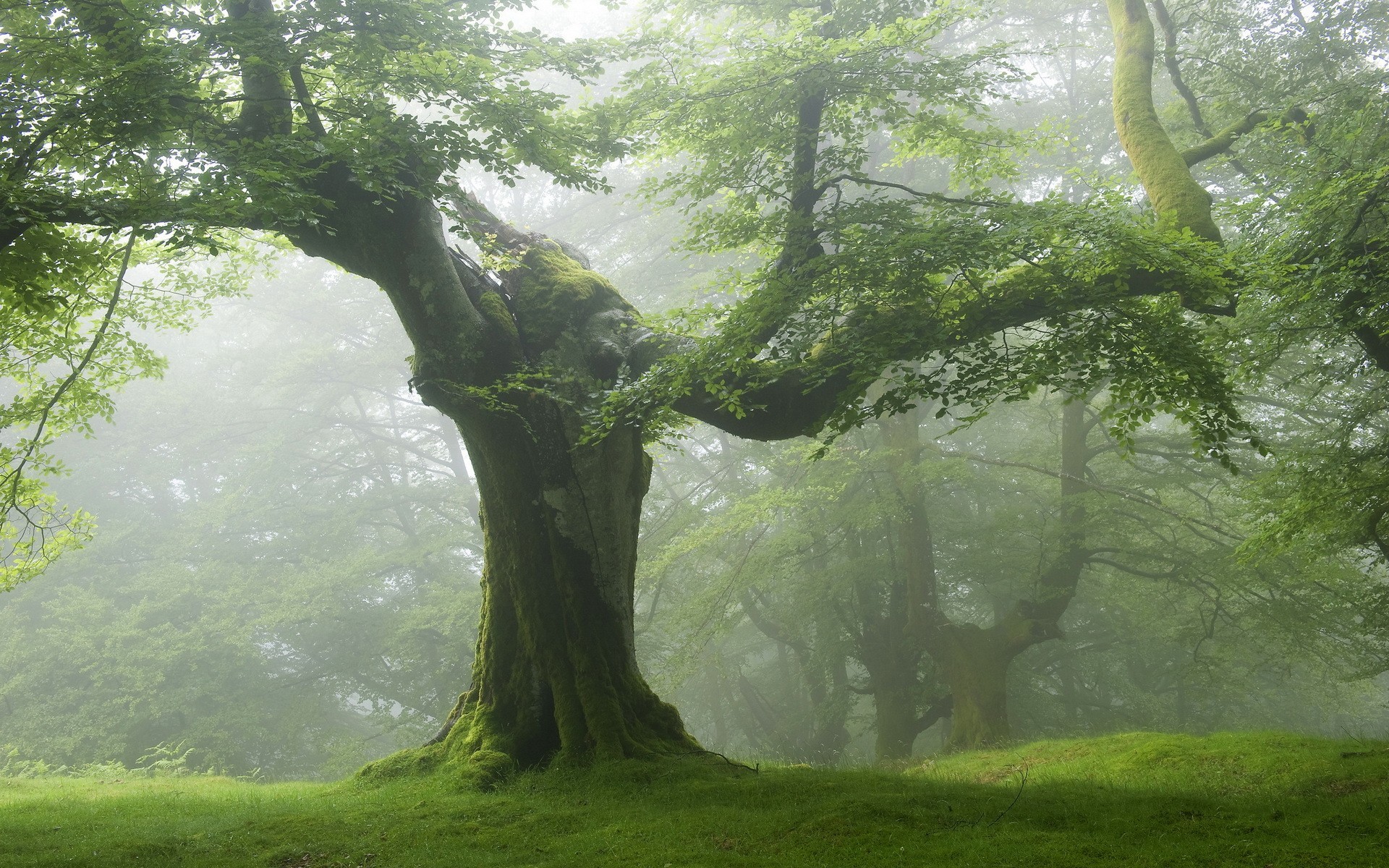 Misty forest with ancient moss-covered trees HD Wallpaper