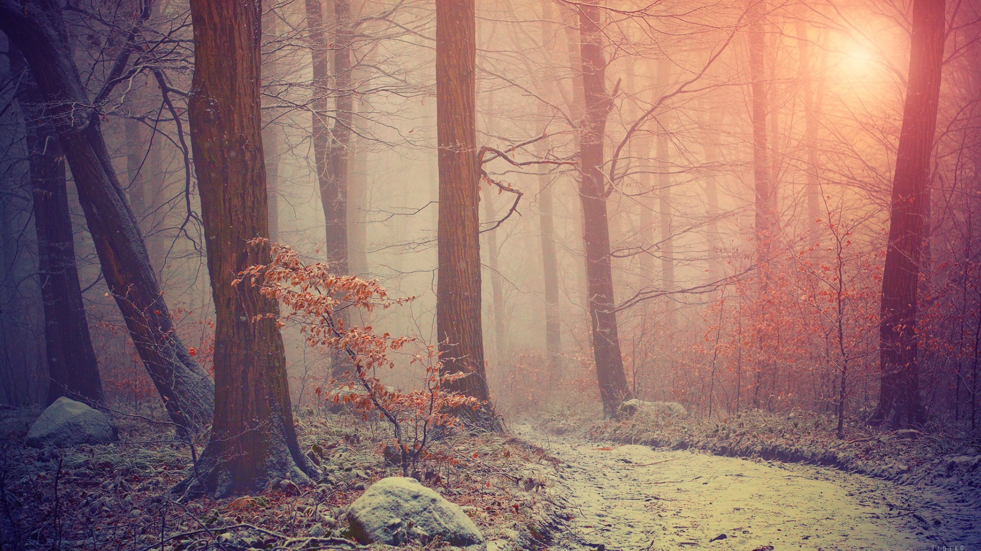 Winter forest path with sunlit trees and snow HD Wallpaper