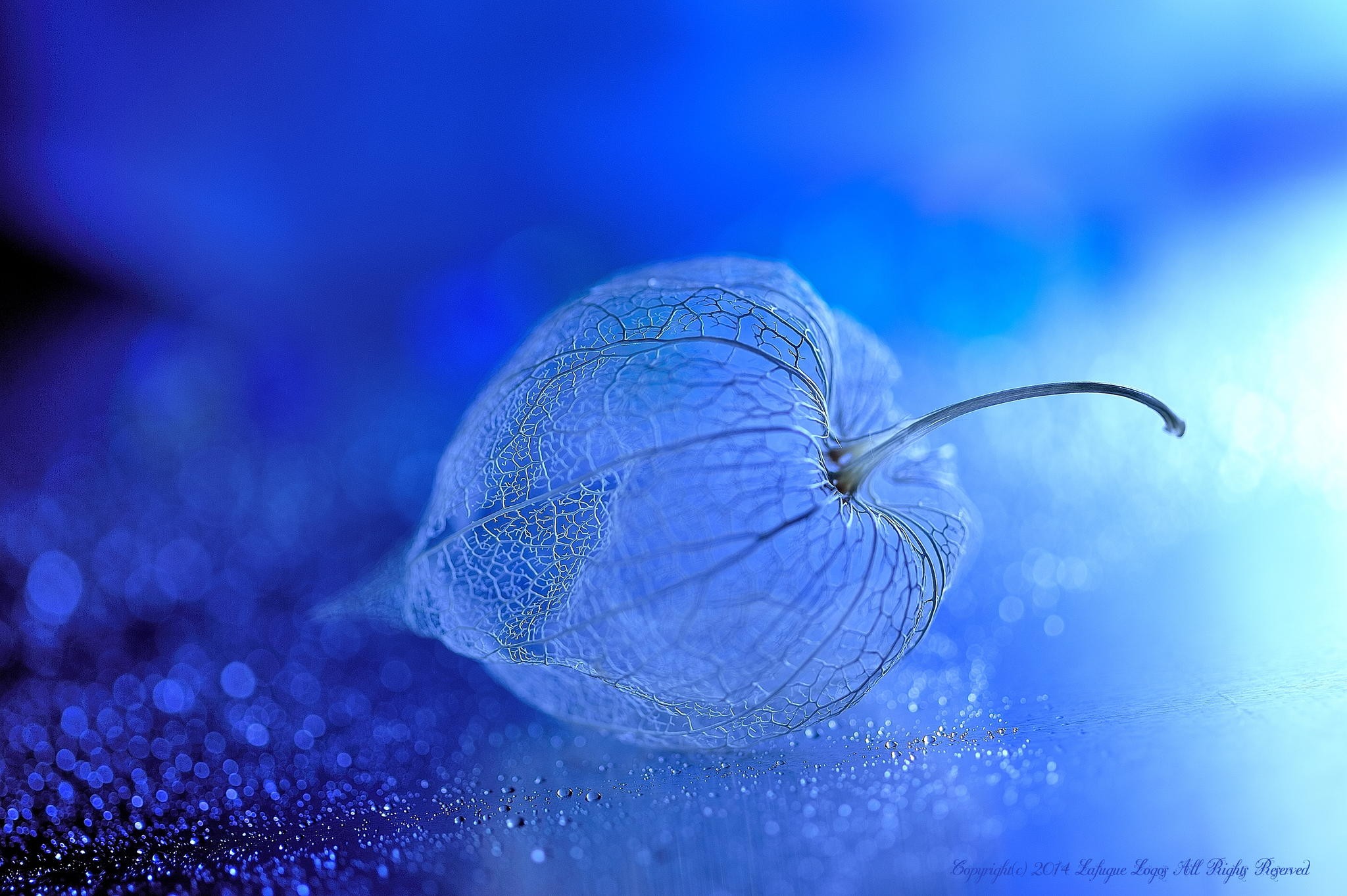 Macro shot of a Chinese lantern with bokeh HD Wallpaper