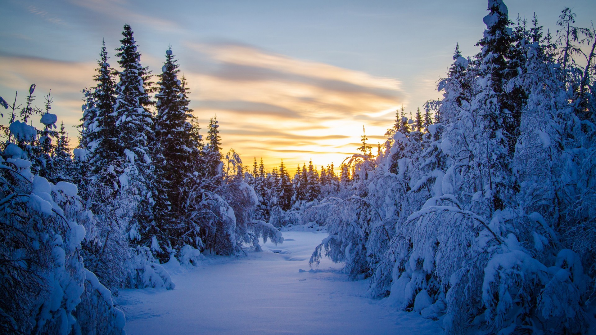Snowy forest landscape at sunset HD Wallpaper