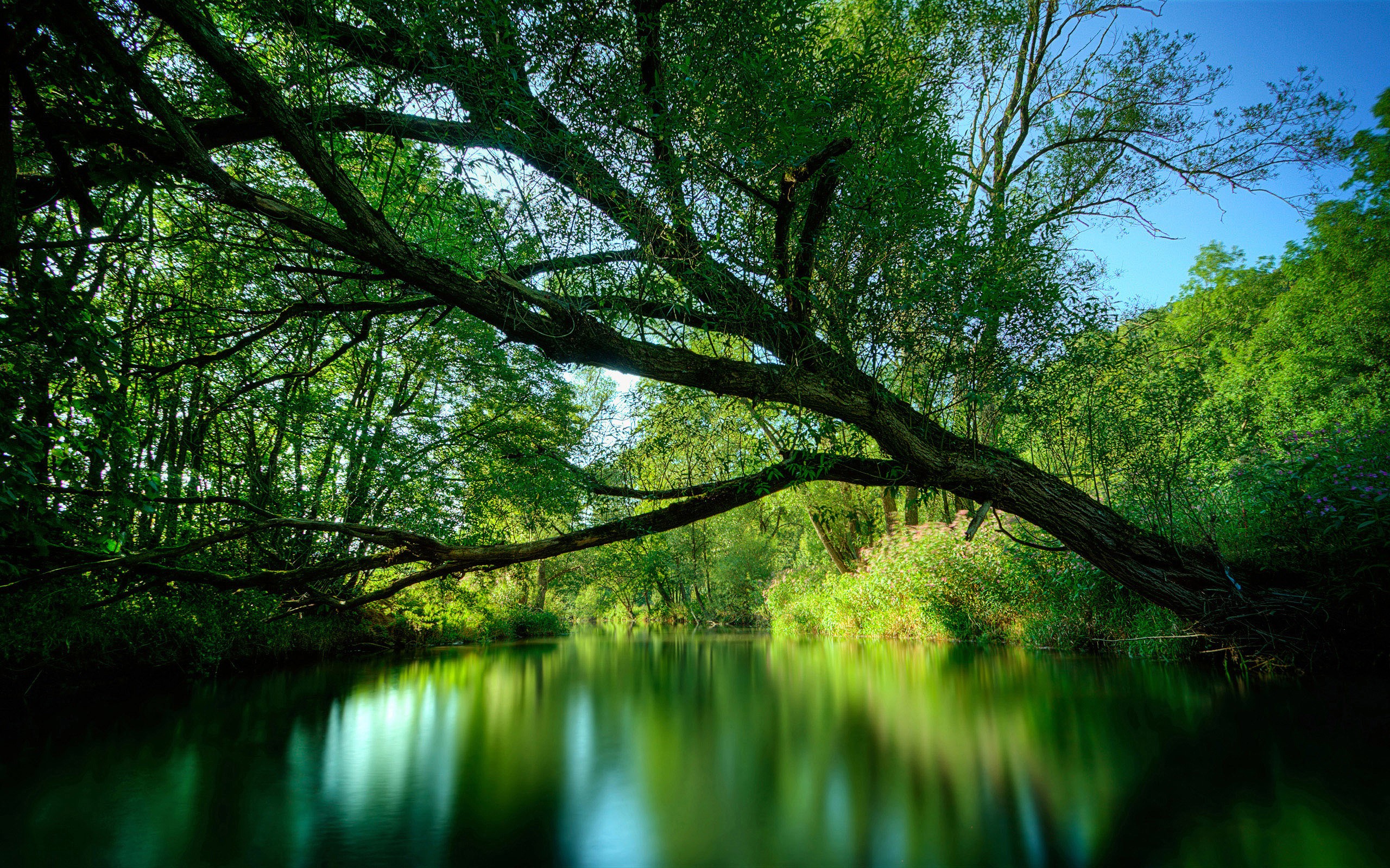 A river flows through a lush green forest with a large tree branch overhead. HD Wallpaper