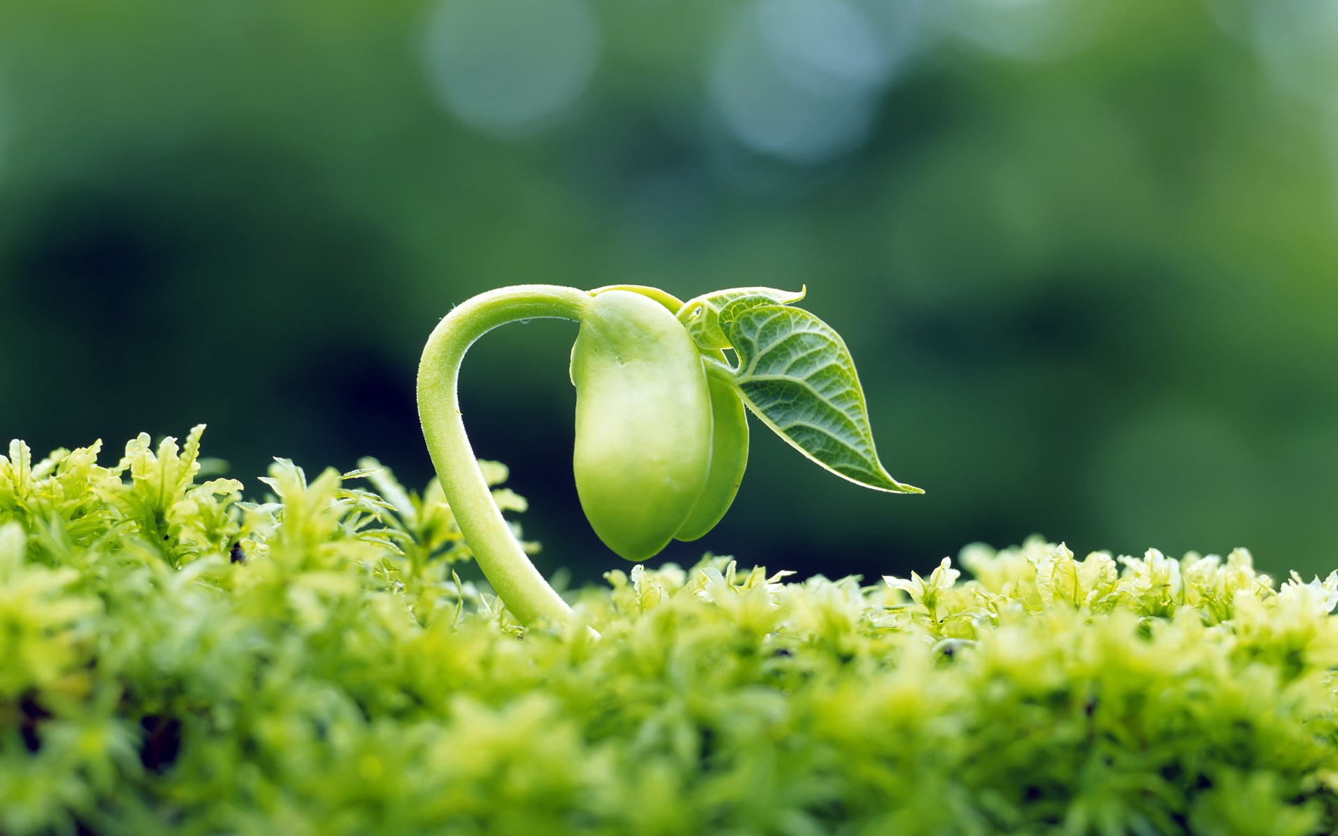 A young plant sprouts from the green moss HD Wallpaper