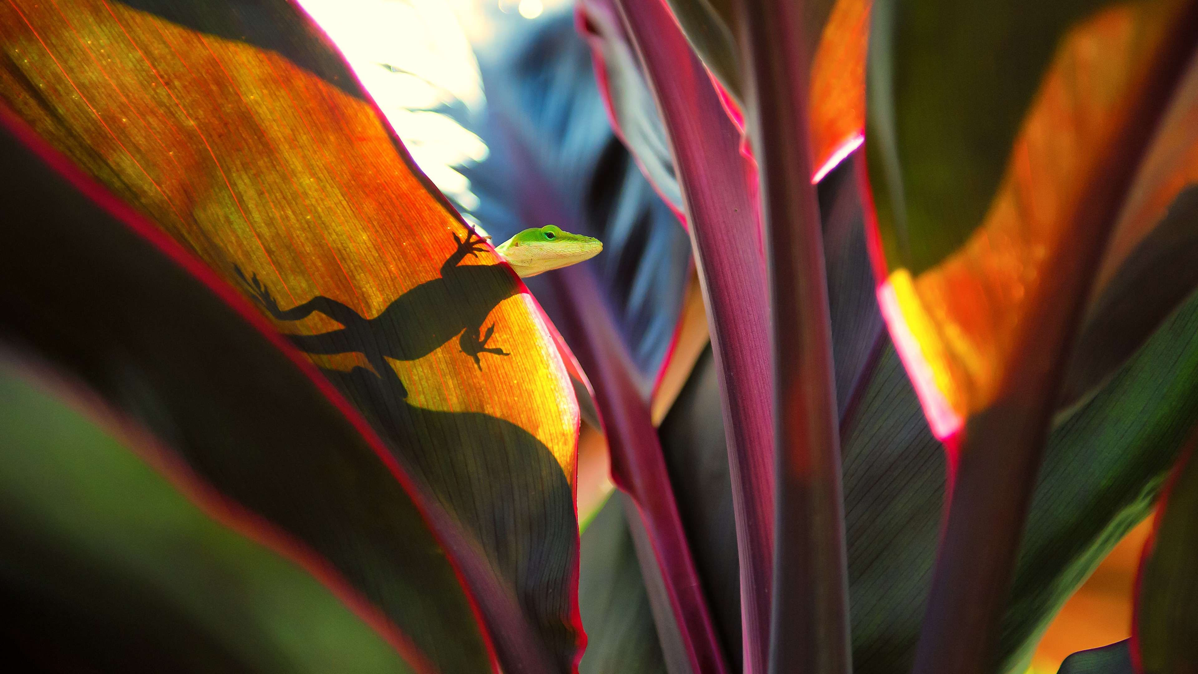 Green anole lizard on a colorful leaf HD Wallpaper