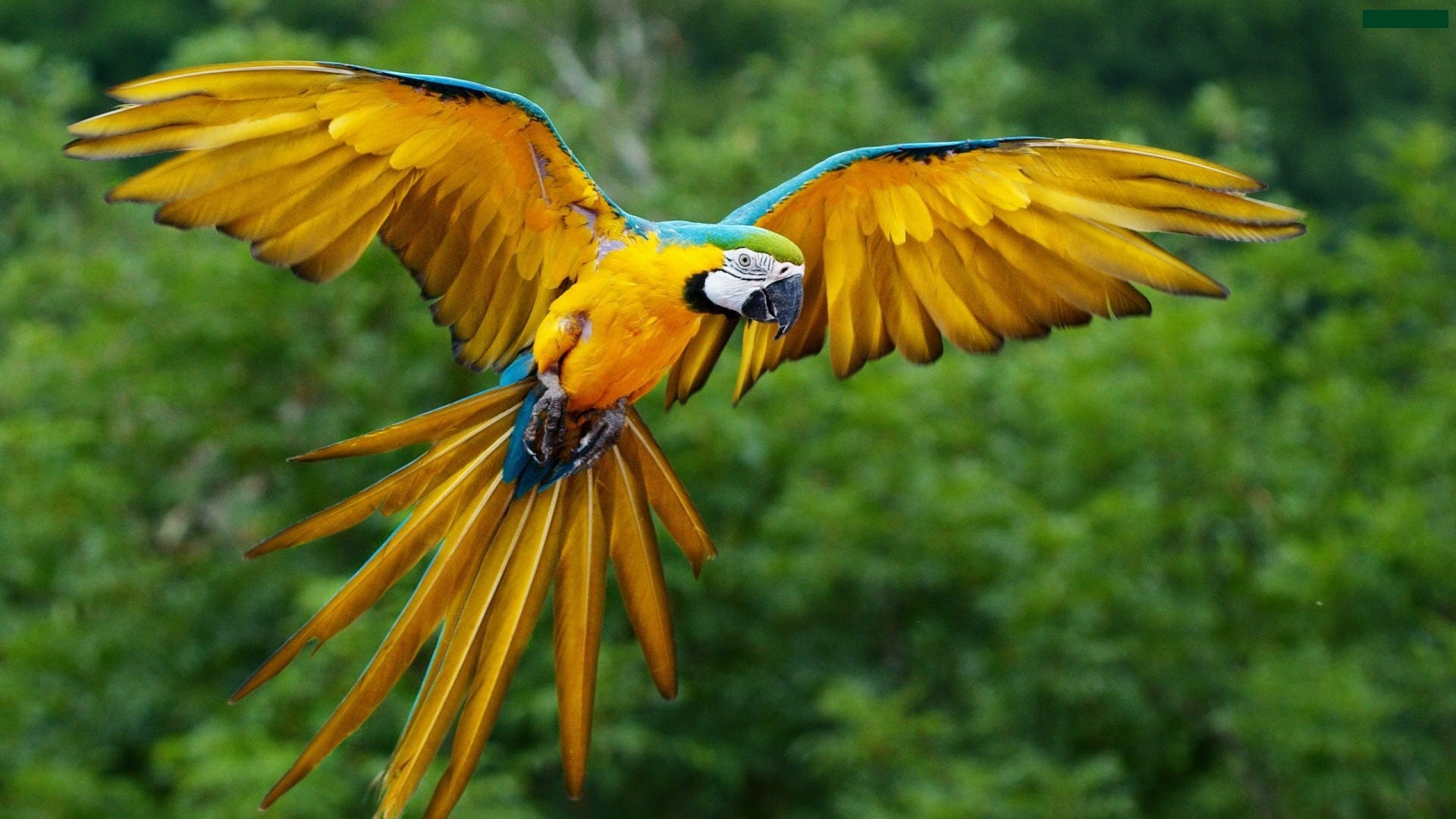 Blue-and-yellow Macaw in flight HD Wallpaper
