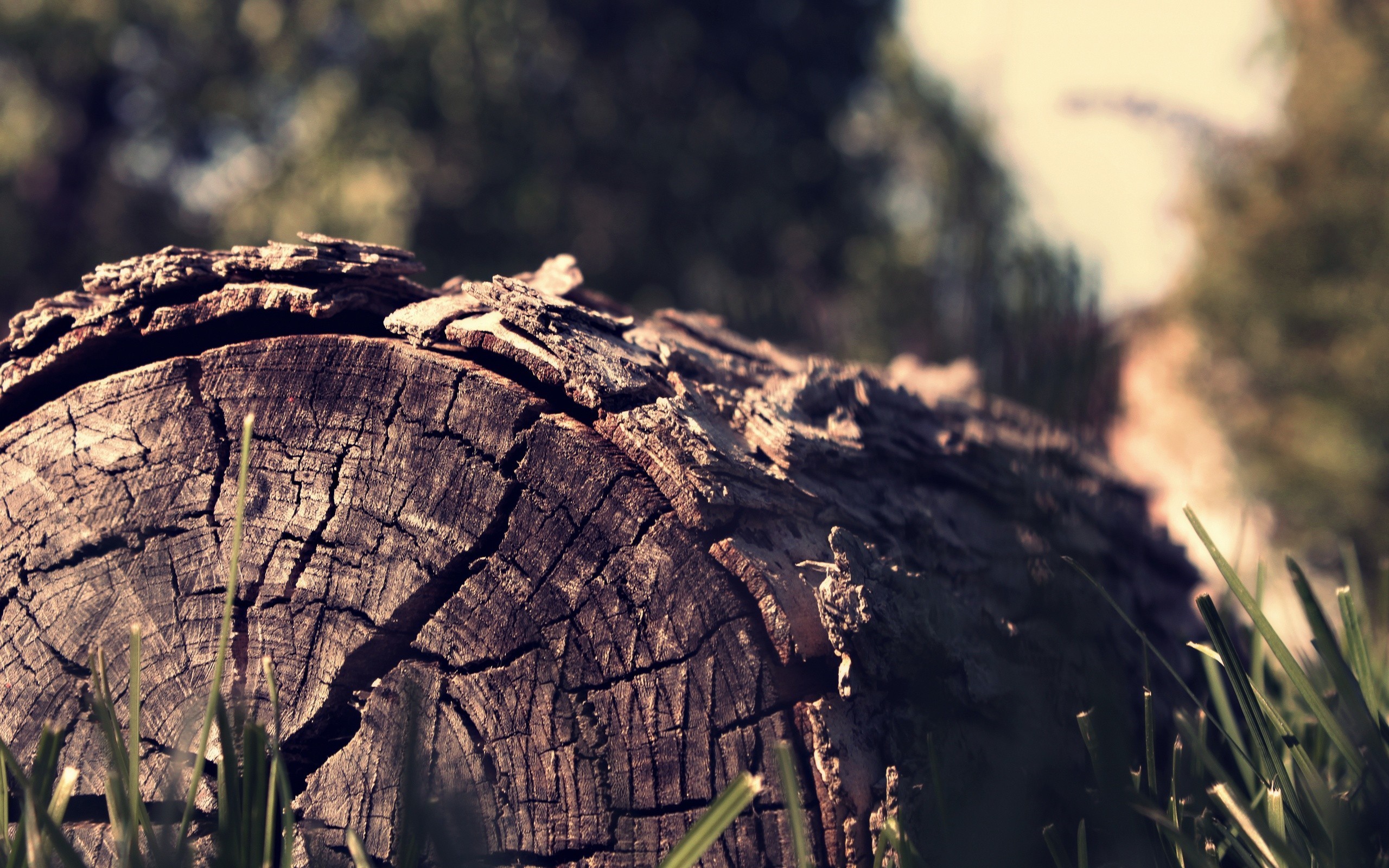 Close-up of a dead tree log in grass HD Wallpaper