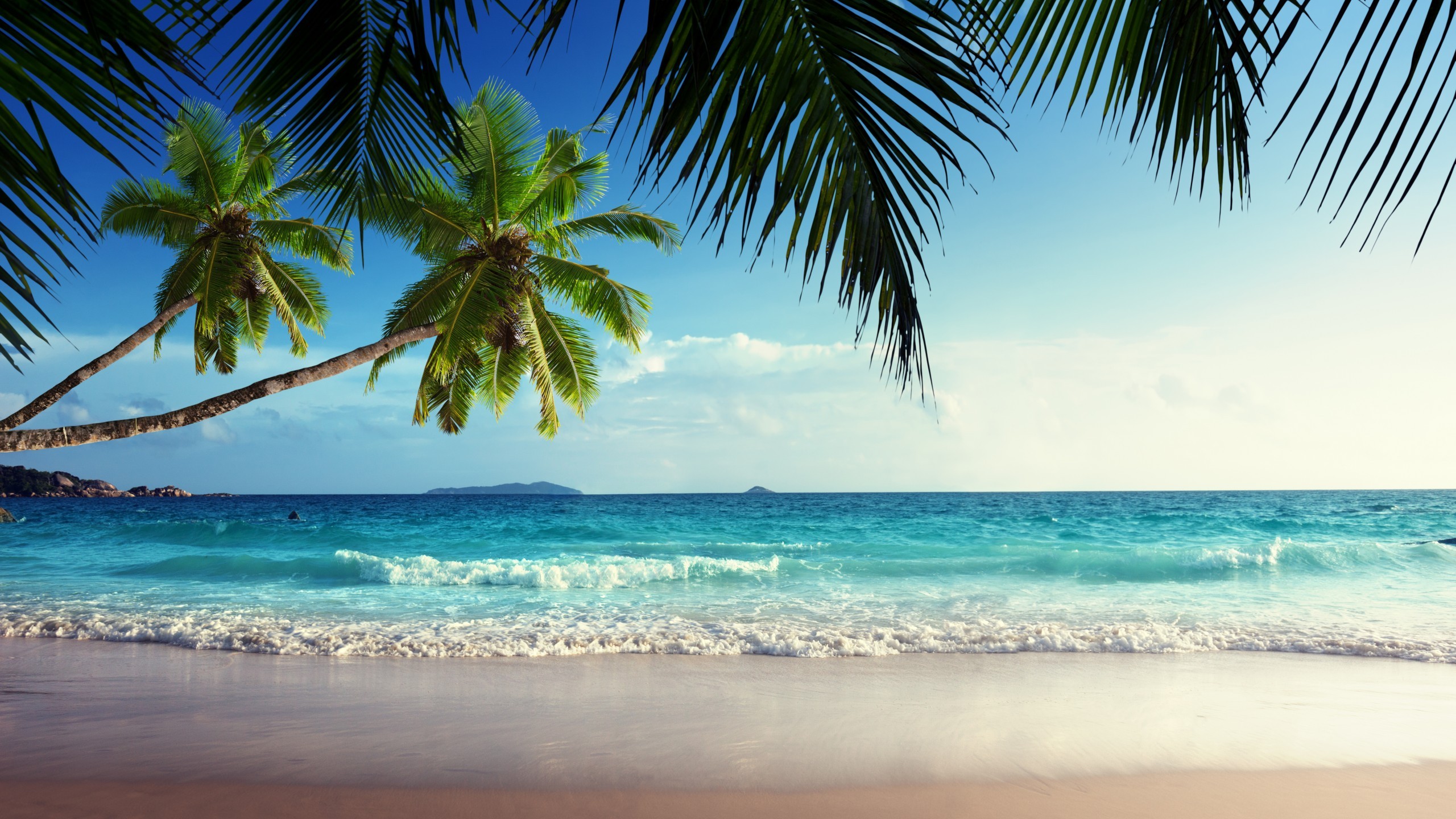 Palm trees over a tropical beach with turquoise ocean waves HD Wallpaper