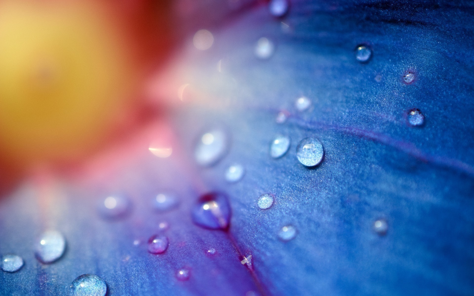 Macro view of blue flower petals with water drops HD Wallpaper