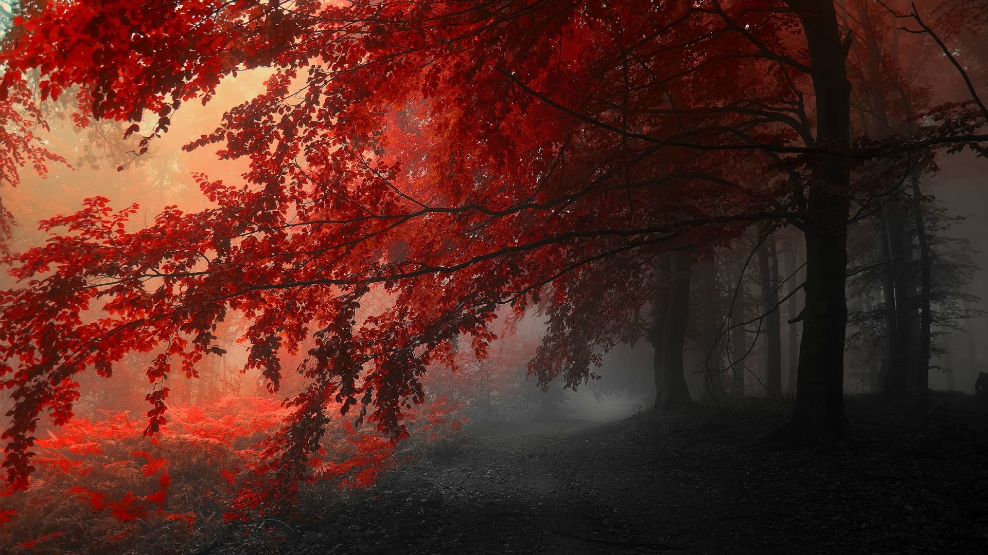 Red trees in a foggy forest HD Wallpaper