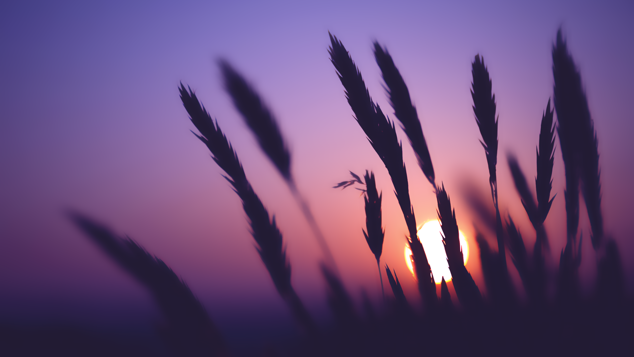 Silhouette of plants against a sunset sky HD Wallpaper