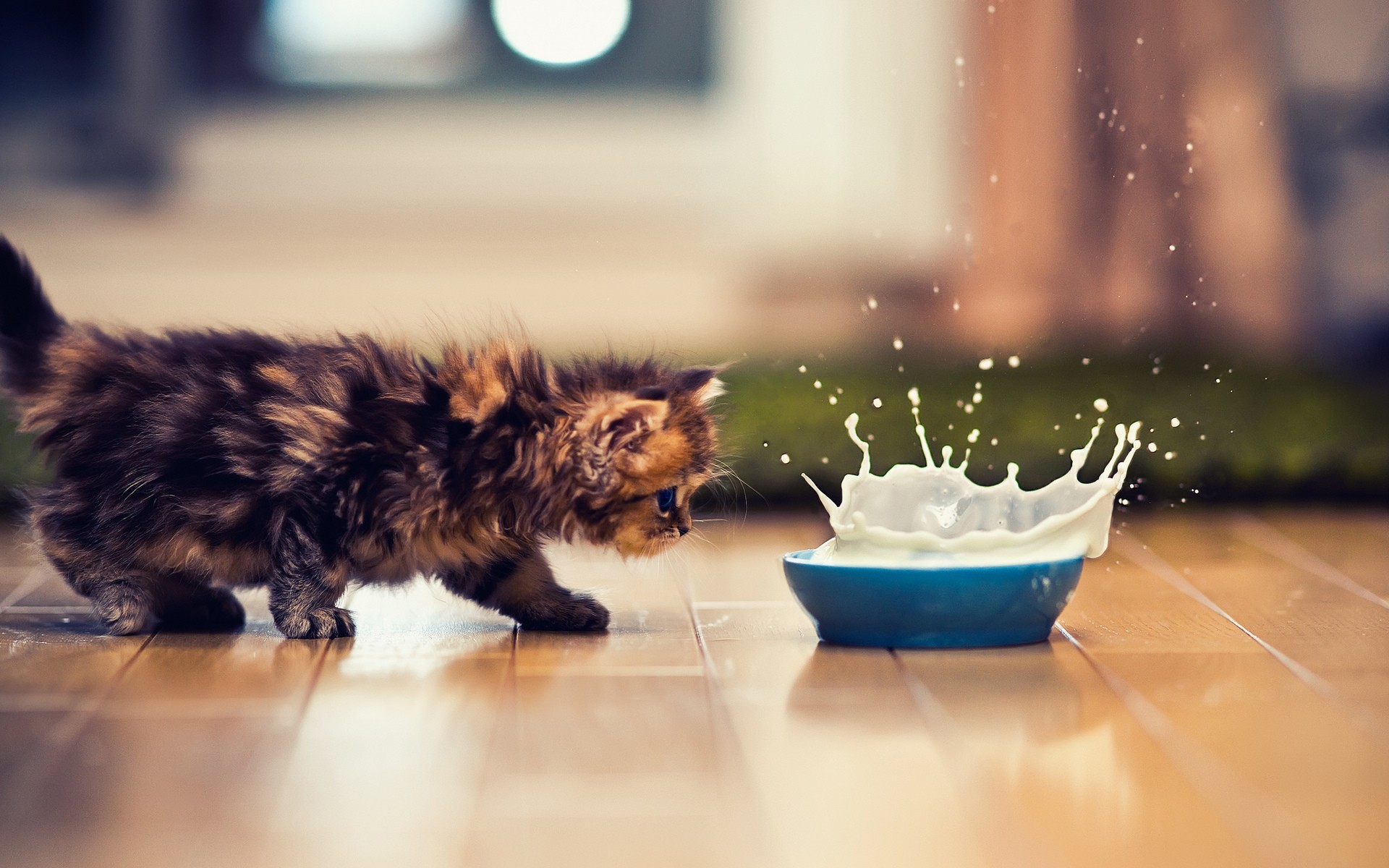 Kitten curiously approaching a splash of milk HD Wallpaper
